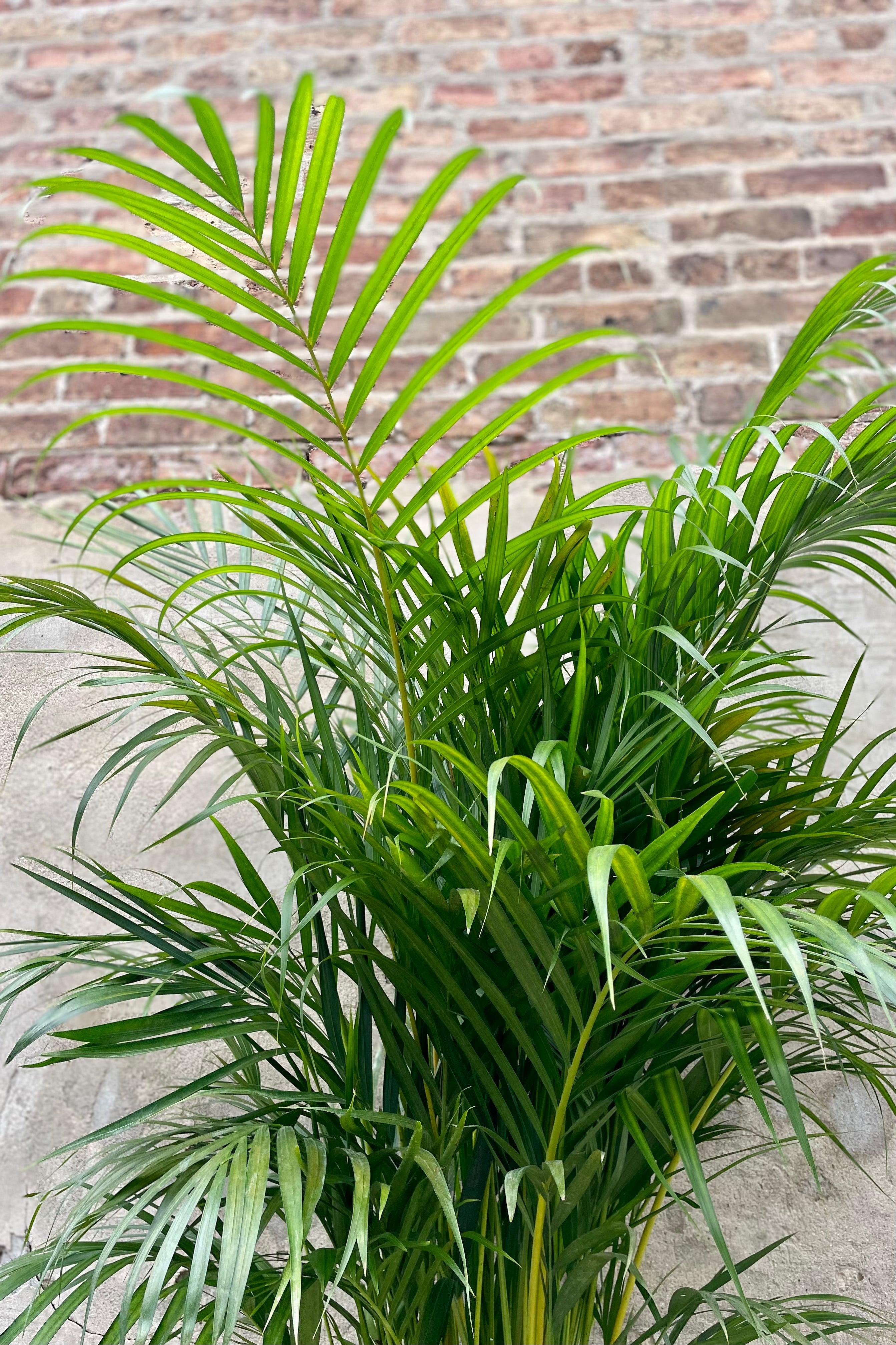 Chrysalidocarpus Lutescens Areca Palm - 12