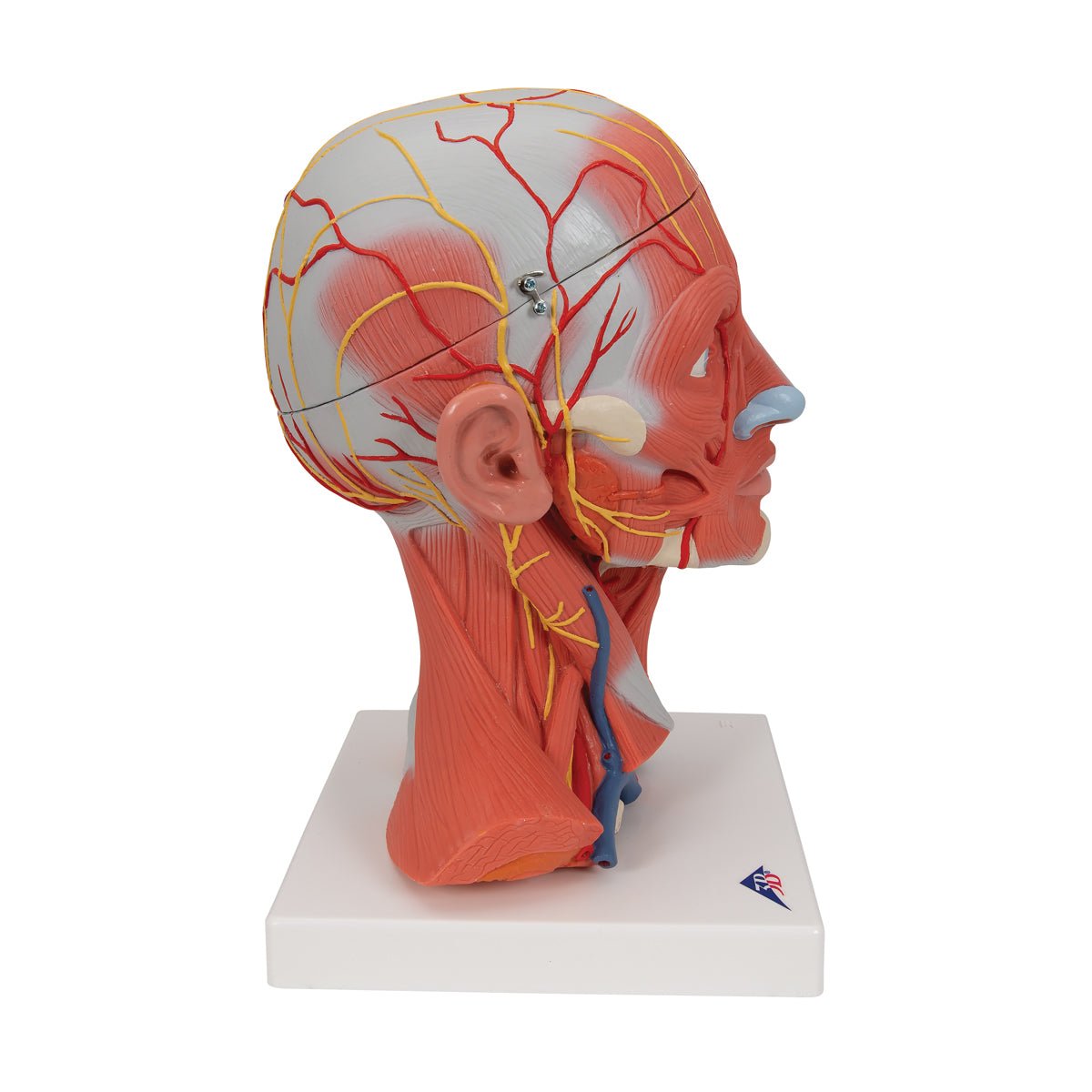 5-Part Human Head and Neck Musculature Anatomy Model - Detailed Medical Study Tool for Students, Doctors & Physical Therapists - Perfect for Classroom Demonstrations & Patient Education