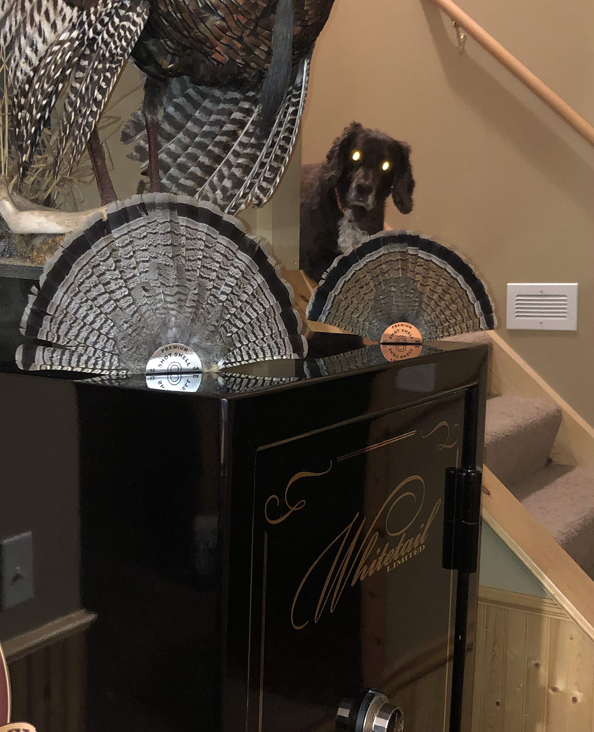 Premium Shot Shell Small Grouse Pheasant Fan Mount - Realistic Copper Hunting Trophy Display for Cabin, Lodge & Man Cave Decor - Best Looking Taxidermy Mounts for Wall Decor