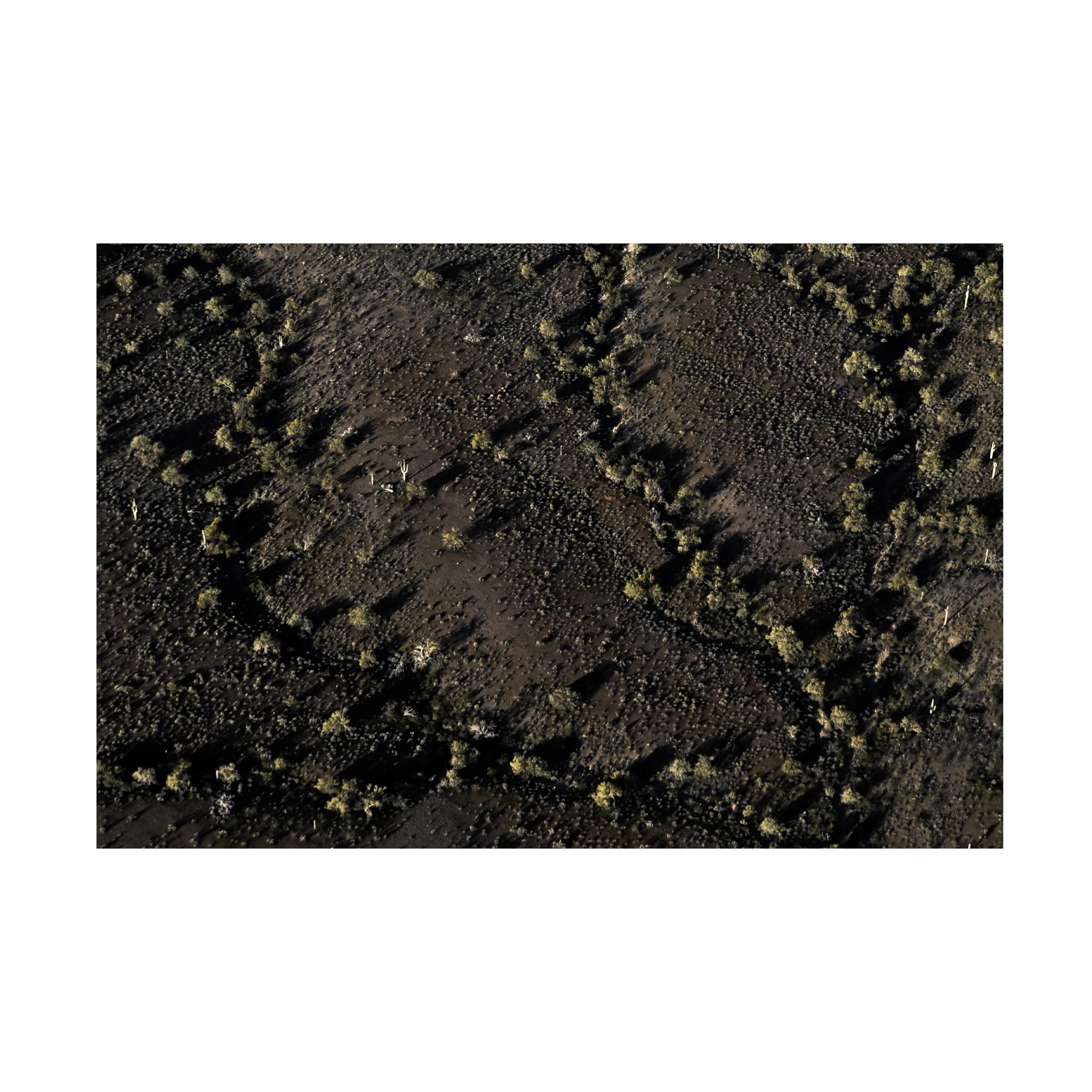 Blue Palomino 'Topography Cactus Black II' Canvas Wall Art Print - Modern Desert Landscape Painting for Living Room, Bedroom & Office Decor