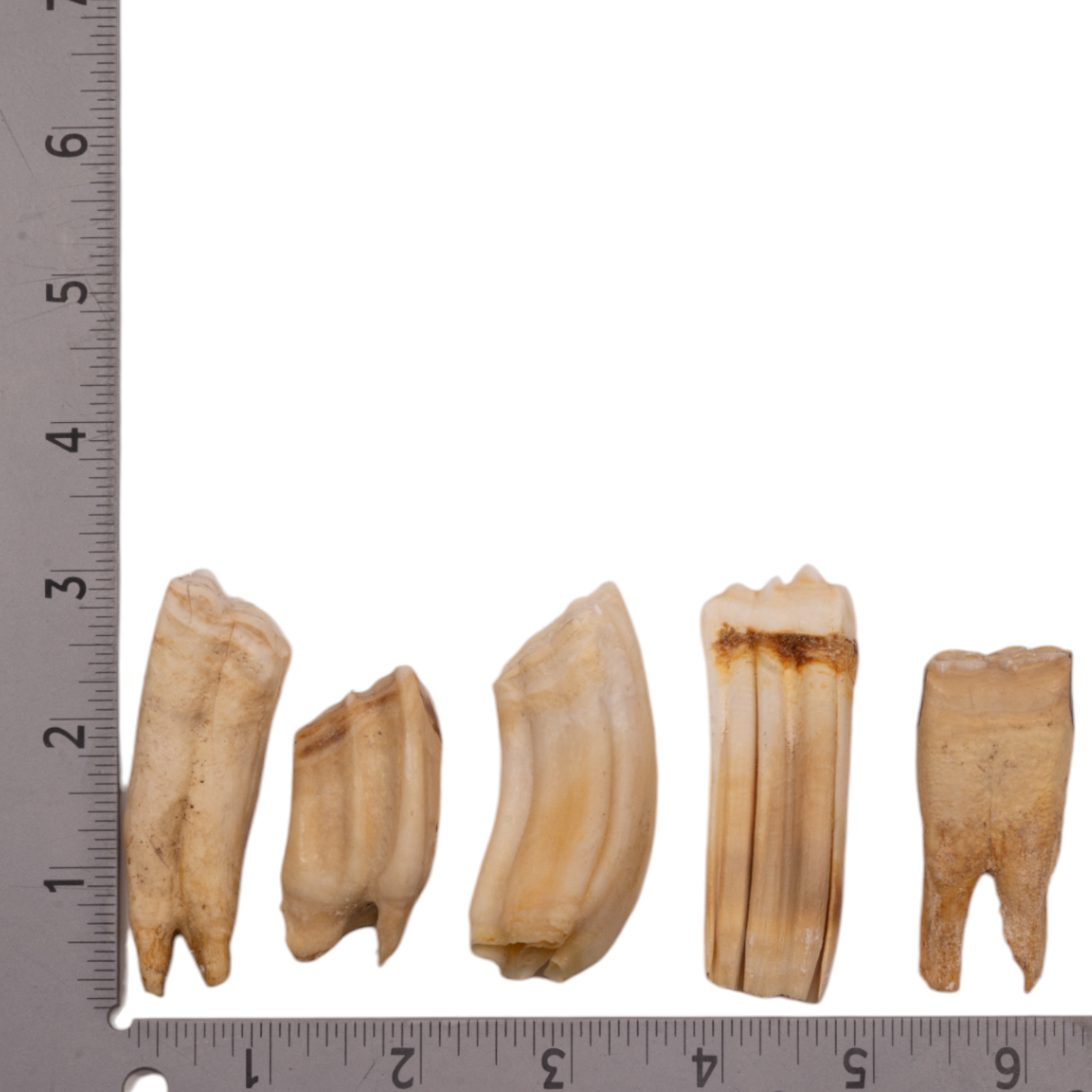 Genuine Zebra Tooth - Authentic Single Piece for Collectors, Jewelry Making & Unique Decor | Rare Natural Specimen for Display & Crafts