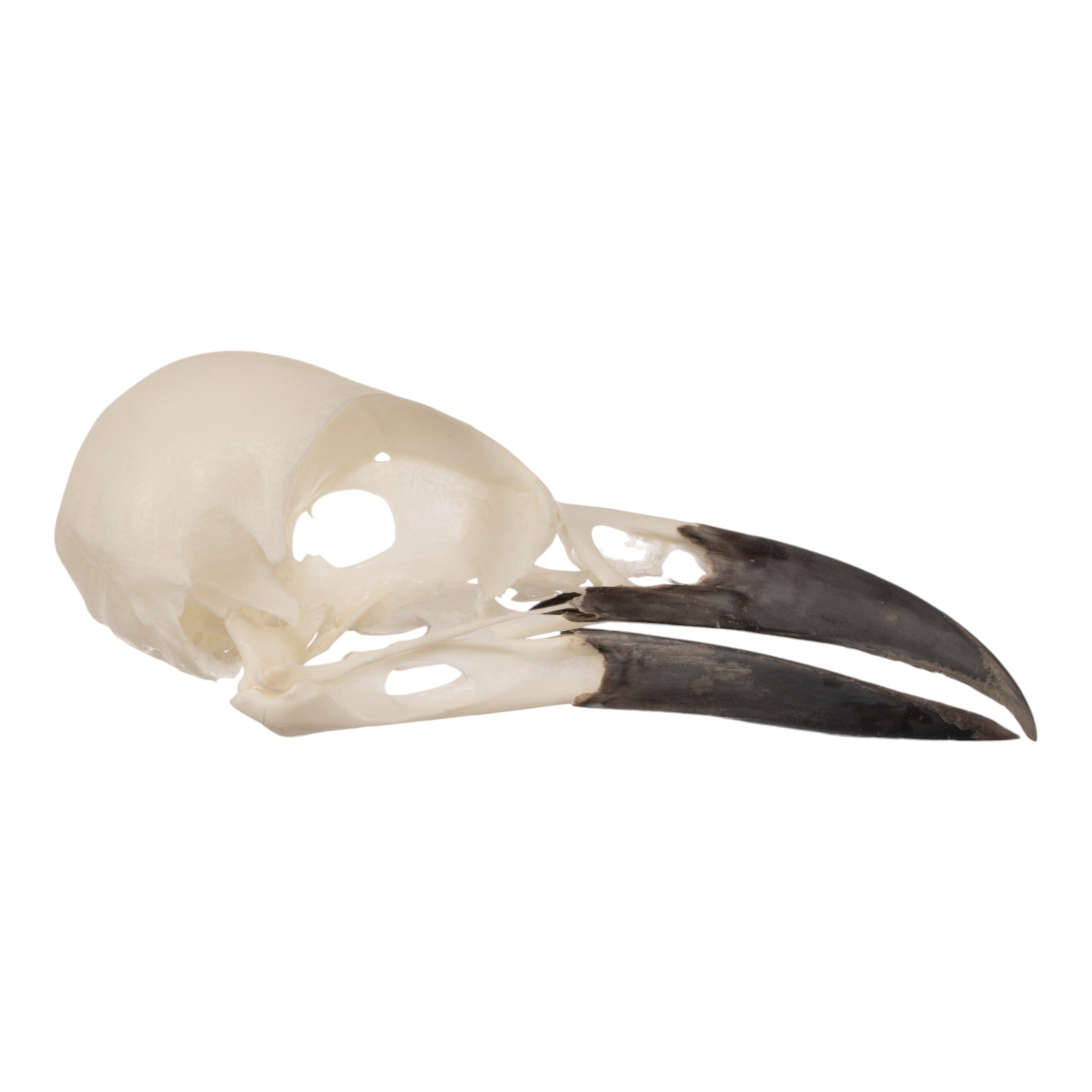Real Eurasian Magpie Skull - Taxidermy Bird Skull for Collectors & Oddity Decor - Perfect for Gothic Home Decor, Halloween Props & Science Education