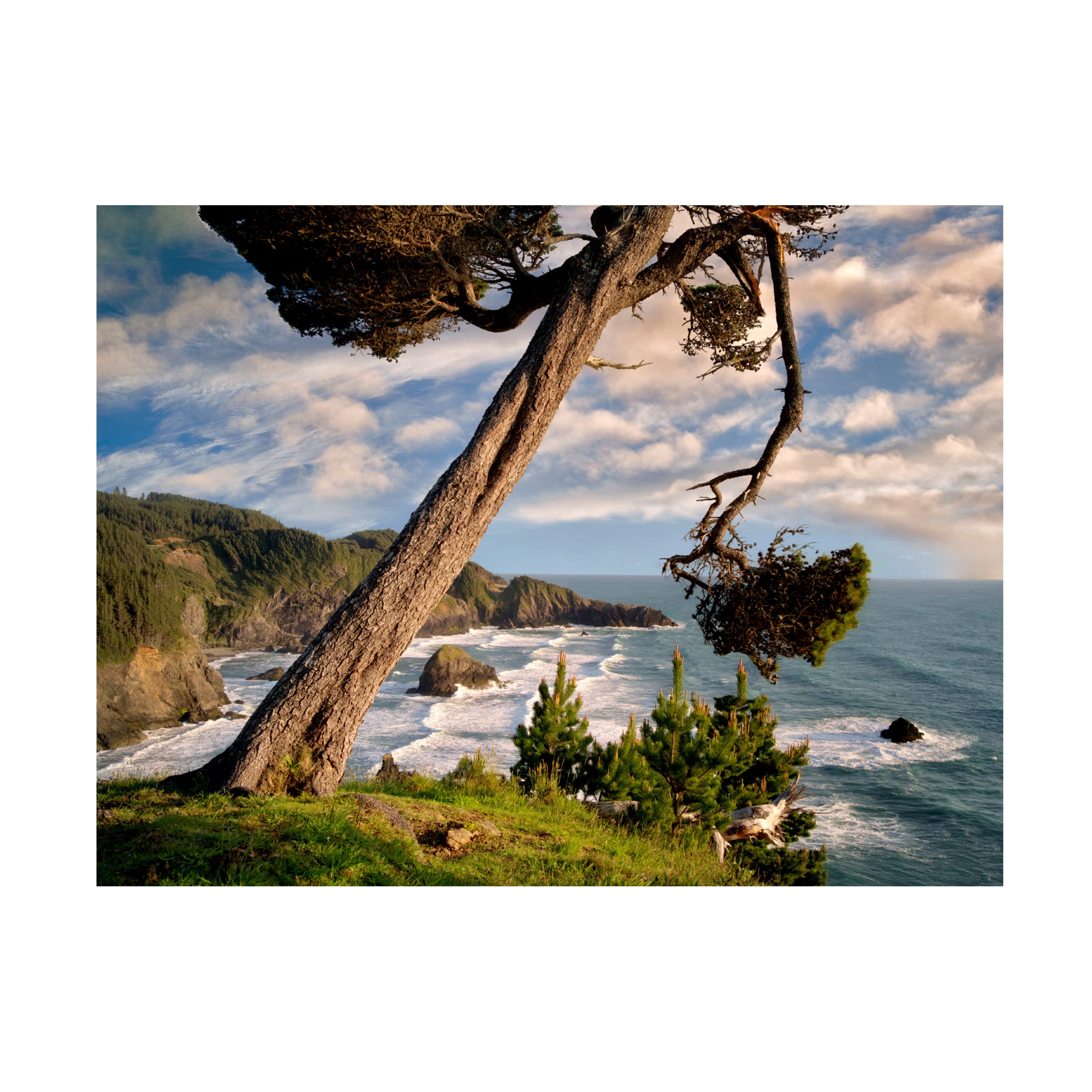 Dennis Frates 'Sea Grass 7' Canvas Wall Art Print - Coastal Beach Decor for Living Room, Bedroom & Office - Trademark Fine Art Collection