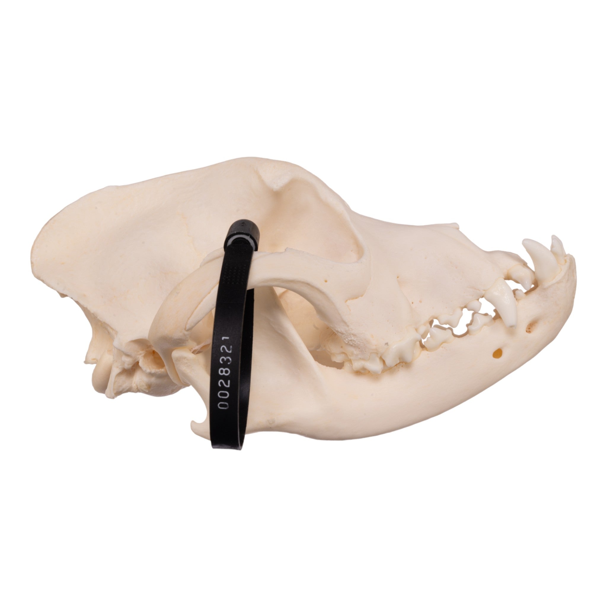Authentic Boxer Dog Skull - Real Domestic Canine Specimen for Veterinary Study, Taxidermy & Halloween Decor | Perfect for Science Classrooms, Oddity Collectors & Spooky Home Displays