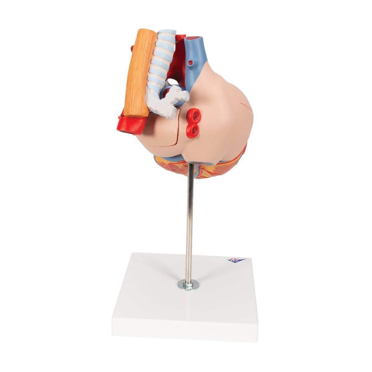 Heart with Esophagus and Trachea Model - 2X Life Size 5-Part Anatomy Demonstration Kit for Medical Students & Doctors | Perfect for Classroom Study, Surgical Training & Patient Education