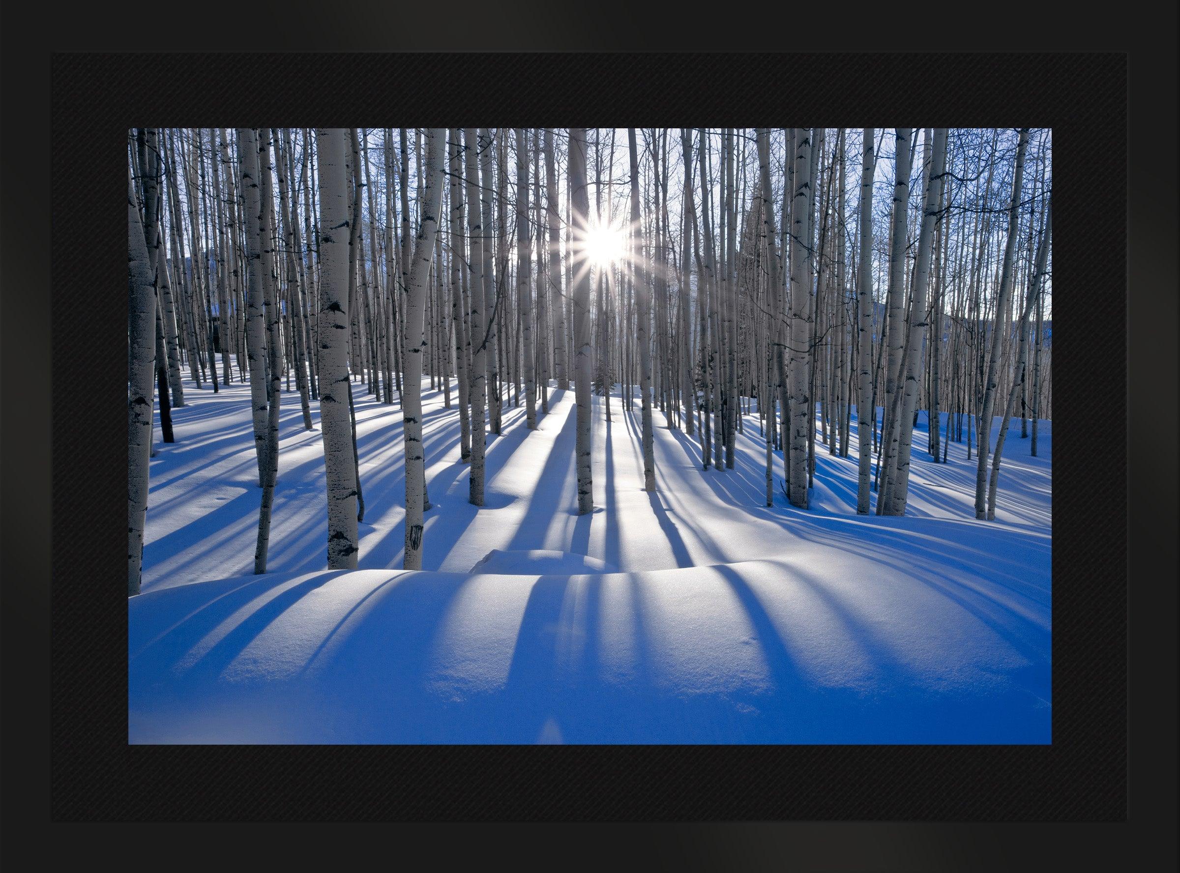 Sunlit Birches Wall Art - Stunning Nature Photography Print for Home & Office Decor - Perfect for Living Room, Bedroom, or Office Wall Decor
