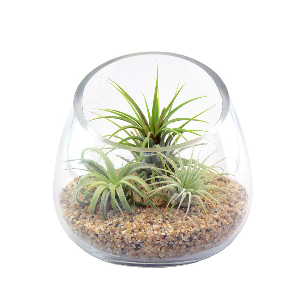 Air Plant Terrarium Kit with 3 Live Tillandsia Plants - 5.5