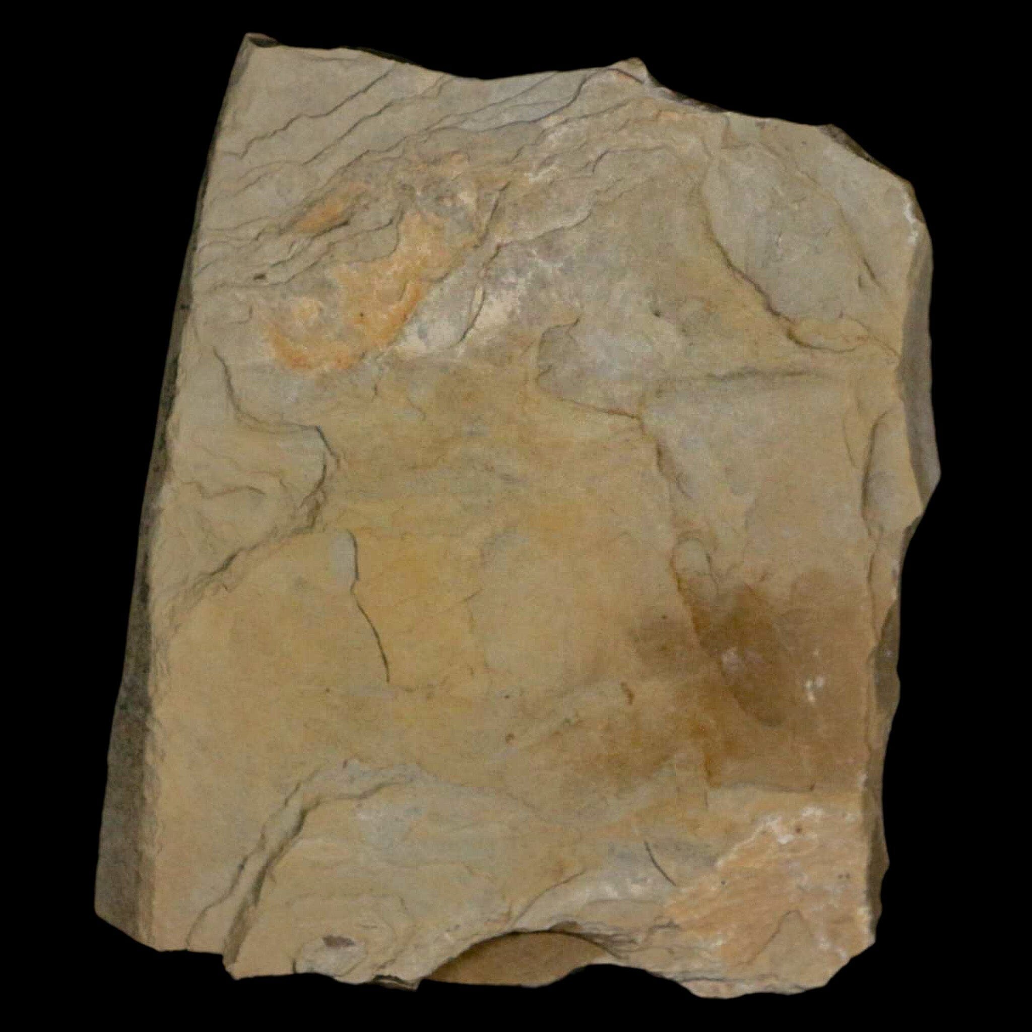 **Fossil Plant Leaf - Cedrelospermum Nervosum & Mimosites - Eocene Age - Green River, UT - Rare Collectible for Paleontology & Home Decor**
