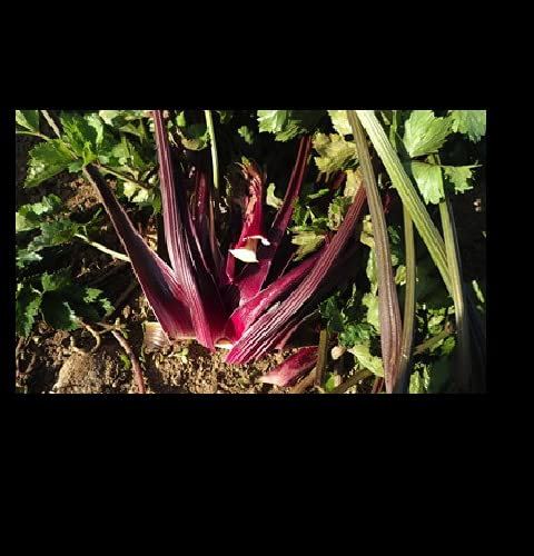 Organic Redventure Red Celery Seeds - Non-GMO Heirloom Variety (100 Count Bulk Pack) for Home Gardening, Urban Farming & Gourmet Cooking
