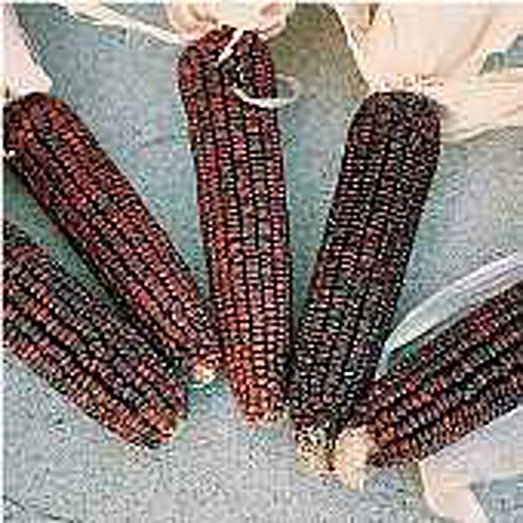 Bloody Butcher Corn Seeds (20+ Seeds) - Non-GMO Heirloom Variety for Home Garden, Greenhouse & Outdoor Planting | Fresh Vegetable & Herb Seeds for Sustainable Gardening | Perfect for Corn Mazes, Fall Decor & Homemade Cornmeal