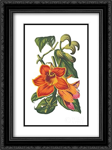 Wild Apple Botanical Art Print 15x18 - Antique XVIII Century Framed & Double Matted Museum Quality Wall Decor for Living Room, Bedroom, Office