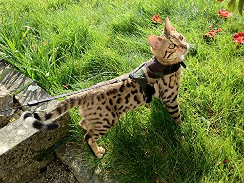 Mynwood Cat Jacket Harness - Green Combat Style Adjustable Pet Vest for Adult Cats - Perfect for Outdoor Adventures, Hiking & Safe Walks