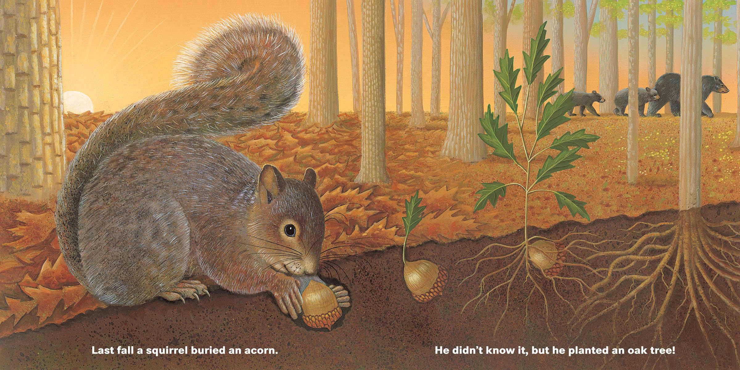 Who Will Plant a Tree? - Inspiring Children's Book About Nature & Conservation - Perfect for Earth Day, Classroom Reading & Environmental Education