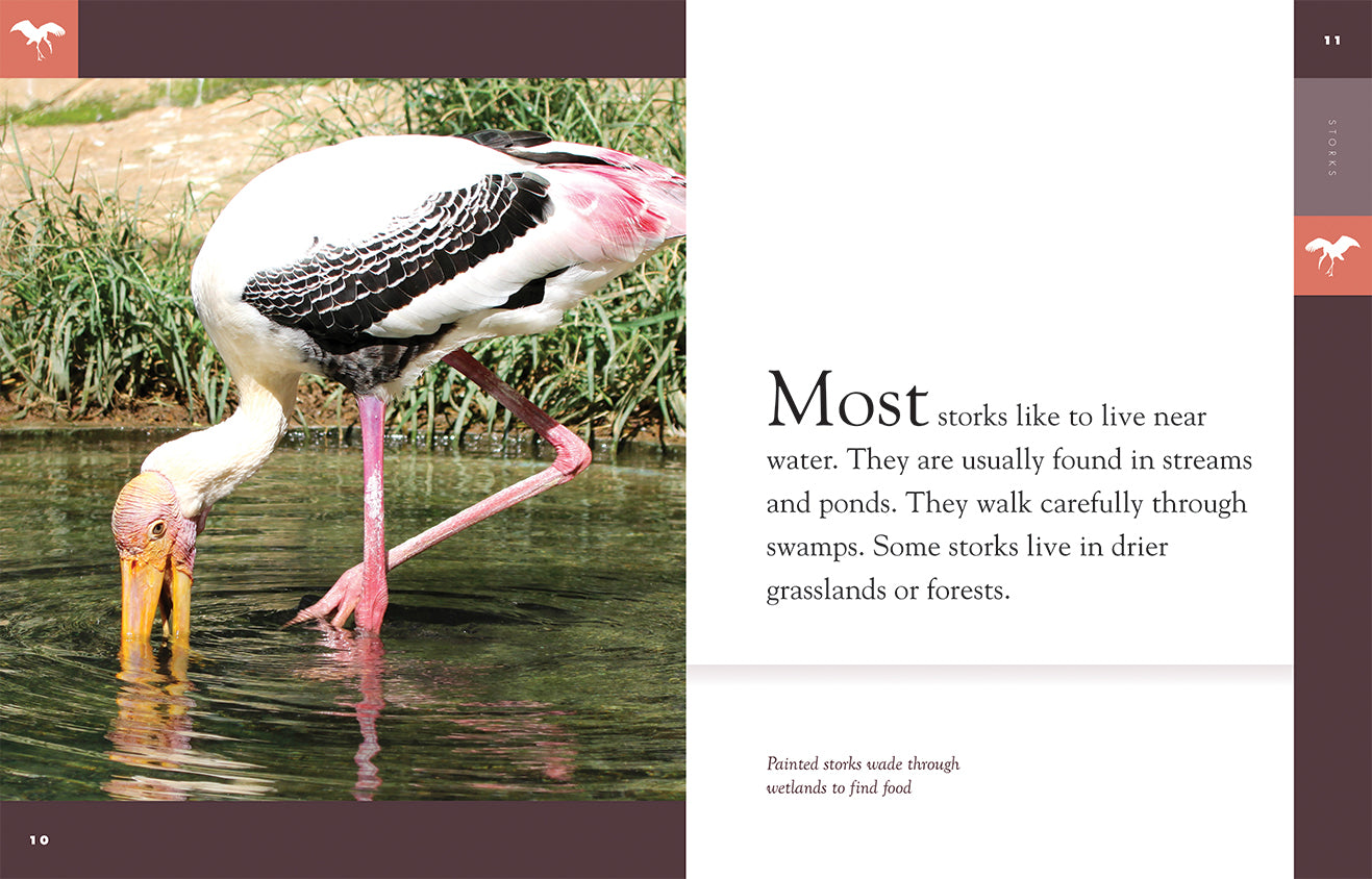 Amazing Animals (2014): Storks - Educational Wildlife Documentary for Kids & Nature Lovers | Perfect for Homeschooling, Classroom Learning & Family Movie Nights