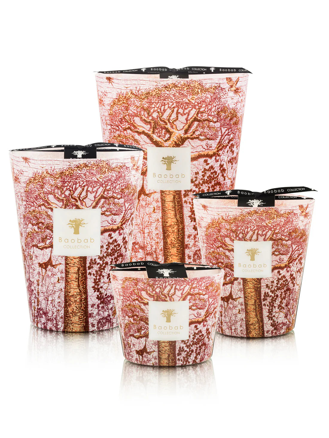 Baobab Tree Seeds - Sacred Woroba from Africa | Grow Your Own Exotic Garden or Landscape Decor