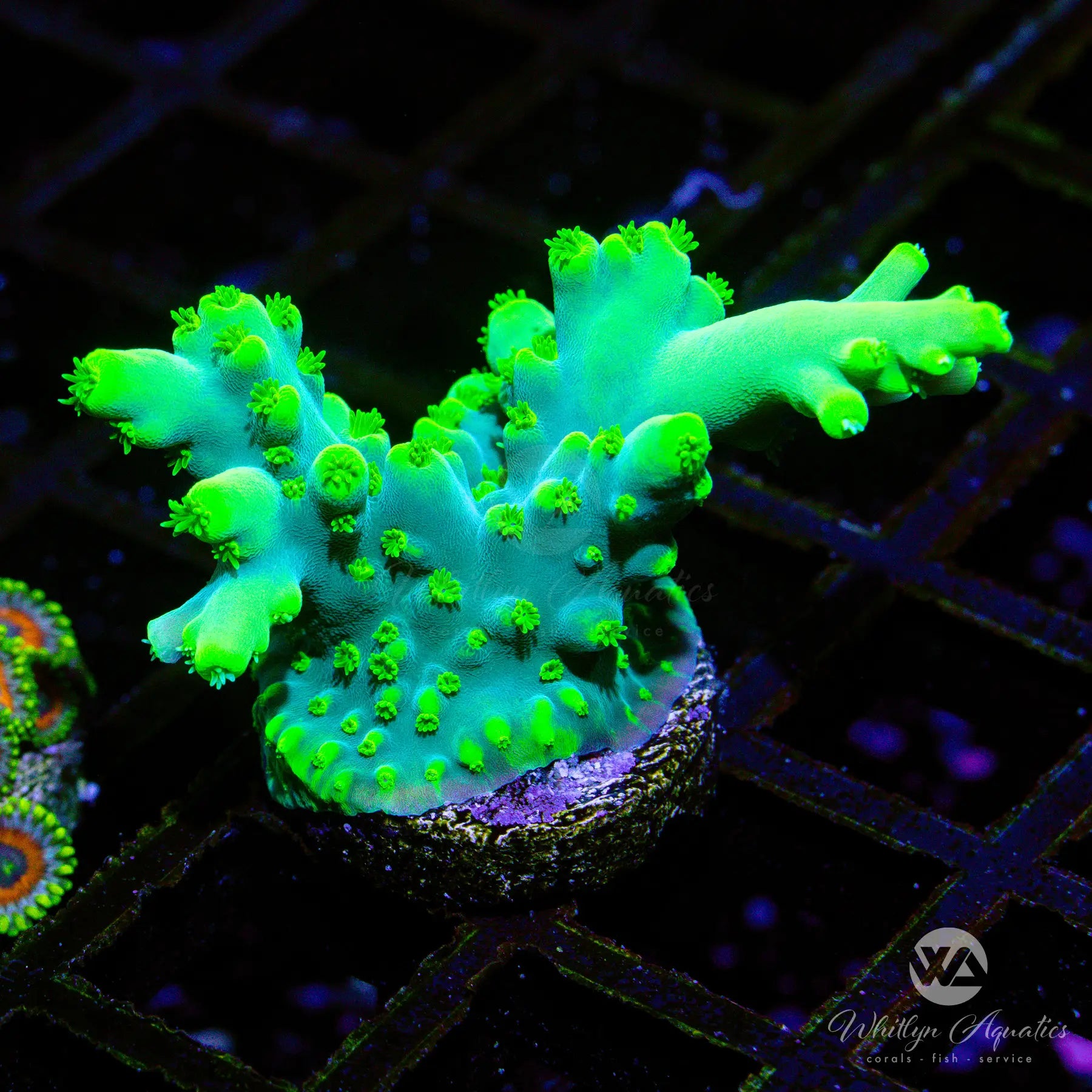 A34 WA Yoda Acro WYSIWYG - Premium Saltwater Coral for Reef Aquariums | Perfect for Nano Tanks & Coral Frag Racks | Enhance Your Marine Aquascape