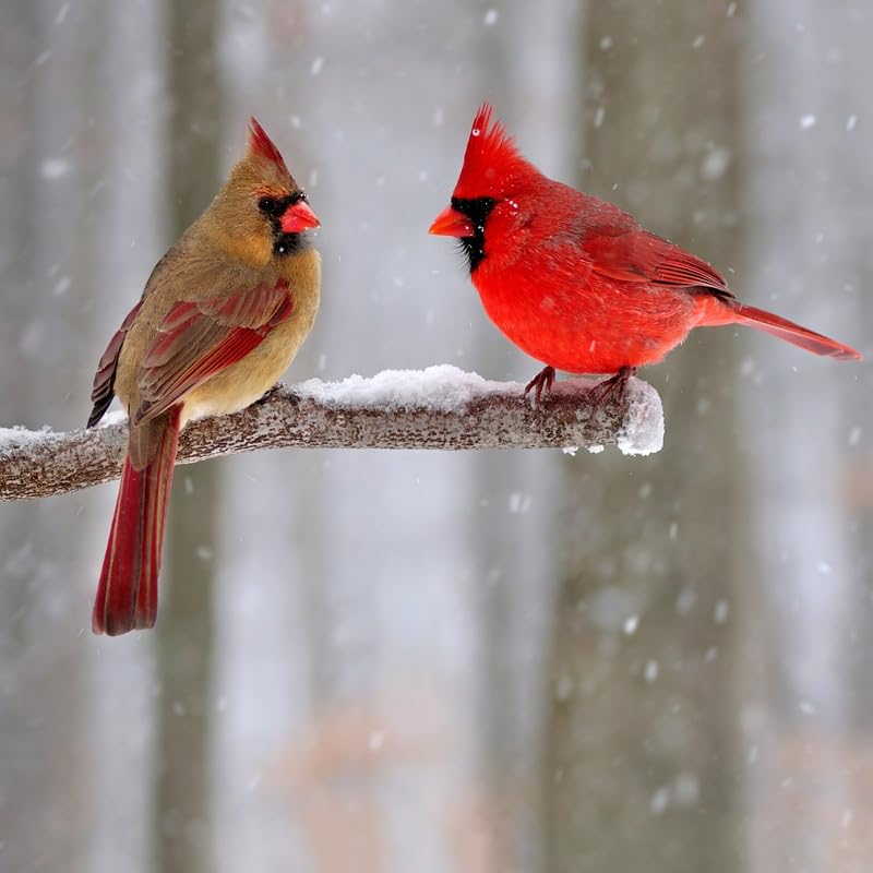 Cozy Cardinal