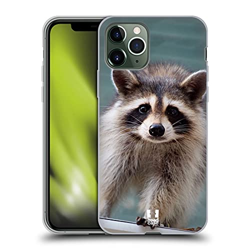 Baby Raccoon