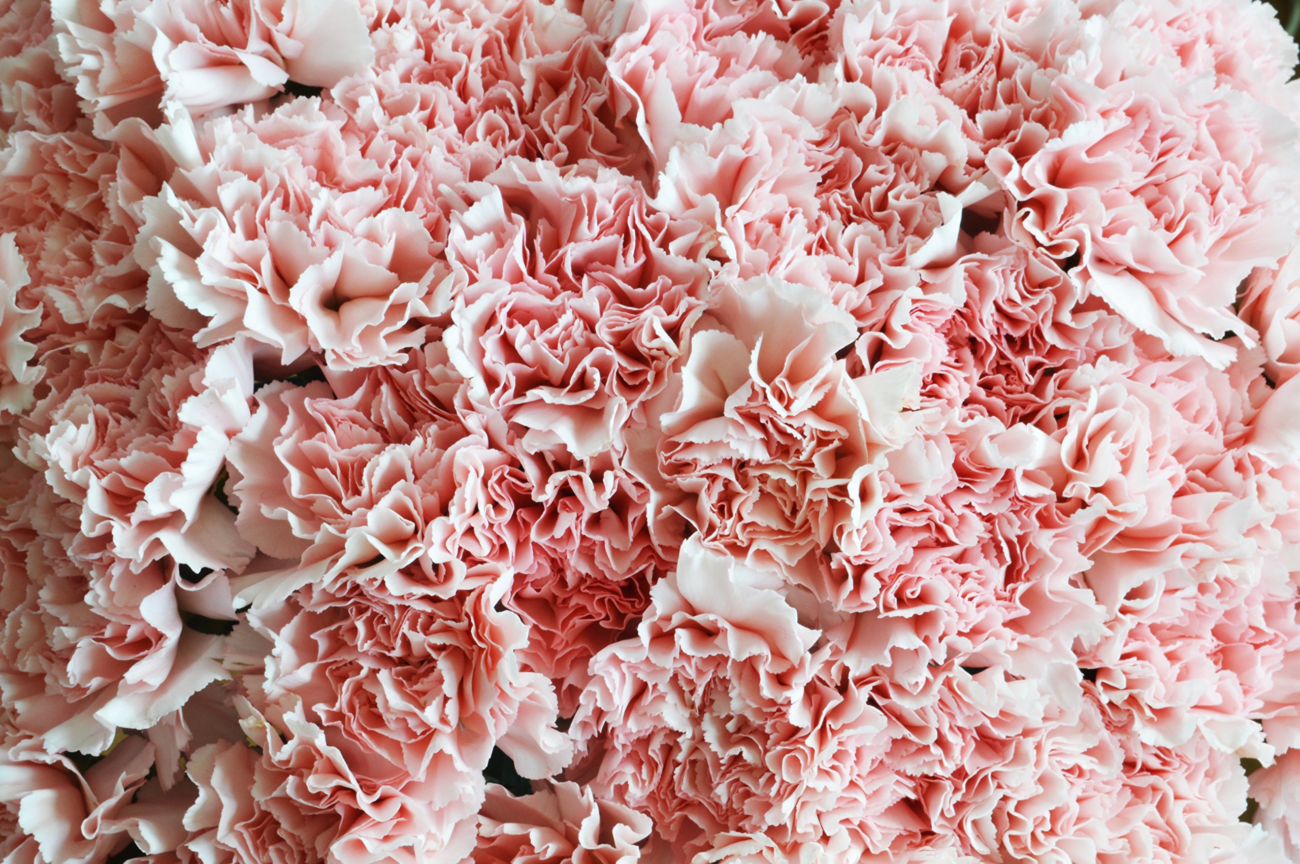 Farm2Door PRIME NEXT DAY DELIVERY - 75 Fresh Pink Carnations Wedding Bouquet - Wholesale Fresh Cut Flowers for Birthday, Anniversary, Thank You & Mother's Day Gifts - Perfect for Wedding Centerpieces, Bridal Showers & Romantic Decorations