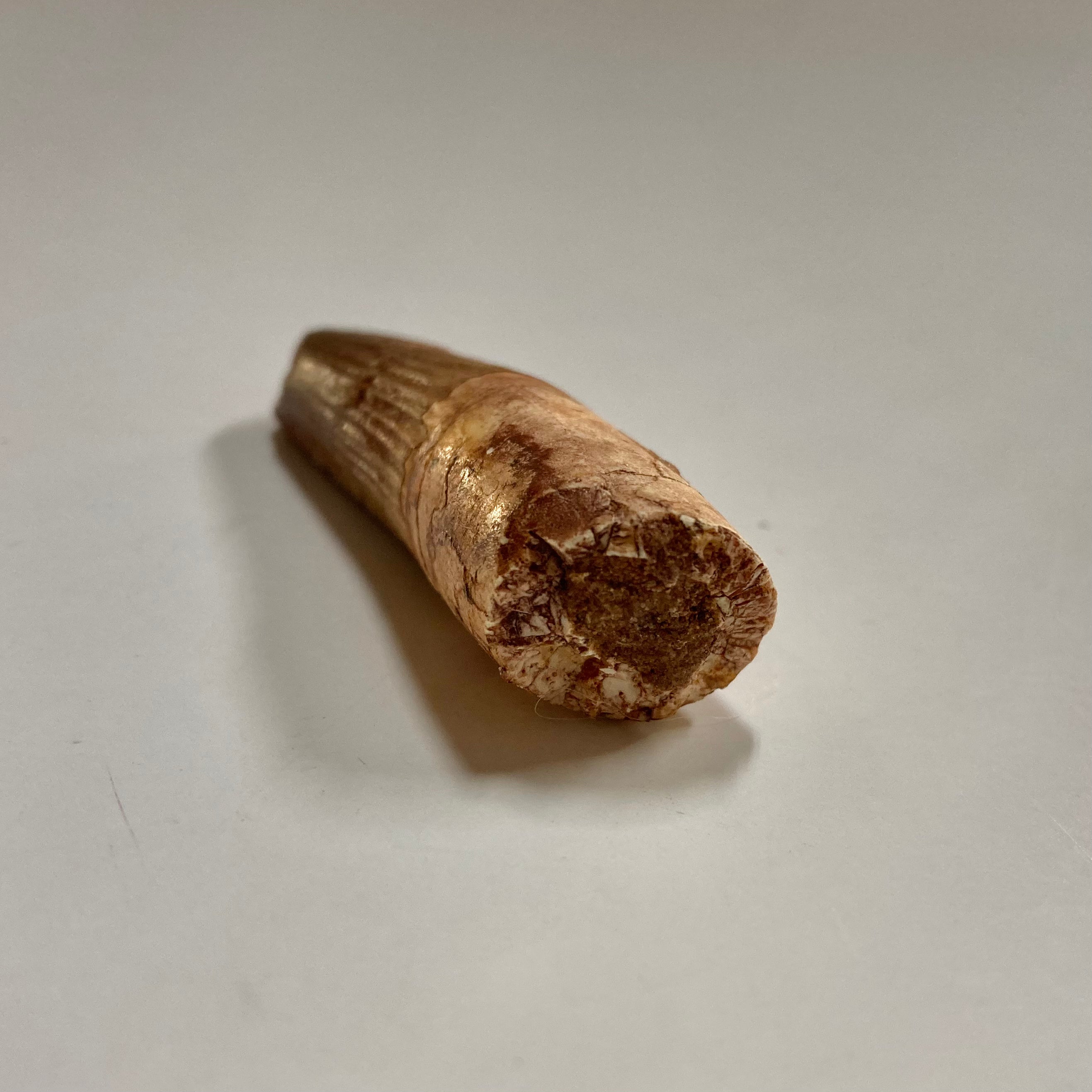 Authentic Spinosaurus Tooth Fossil - Dinosaur Collector's Item & Educational Specimen - Perfect for Paleontology Enthusiasts, Science Classrooms & Home Decor