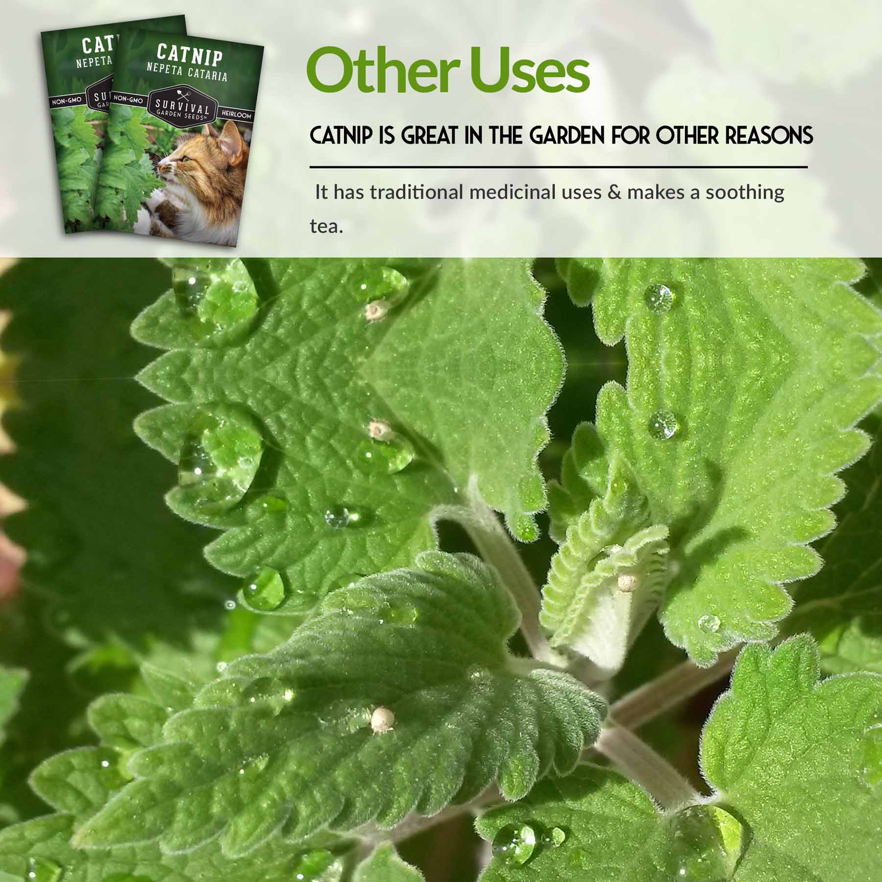 Organic Catnip Seeds for Planting - Grow Your Own Catnip at Home - Perfect for Indoor & Outdoor Gardens, Cat Toys & DIY Herbal Projects