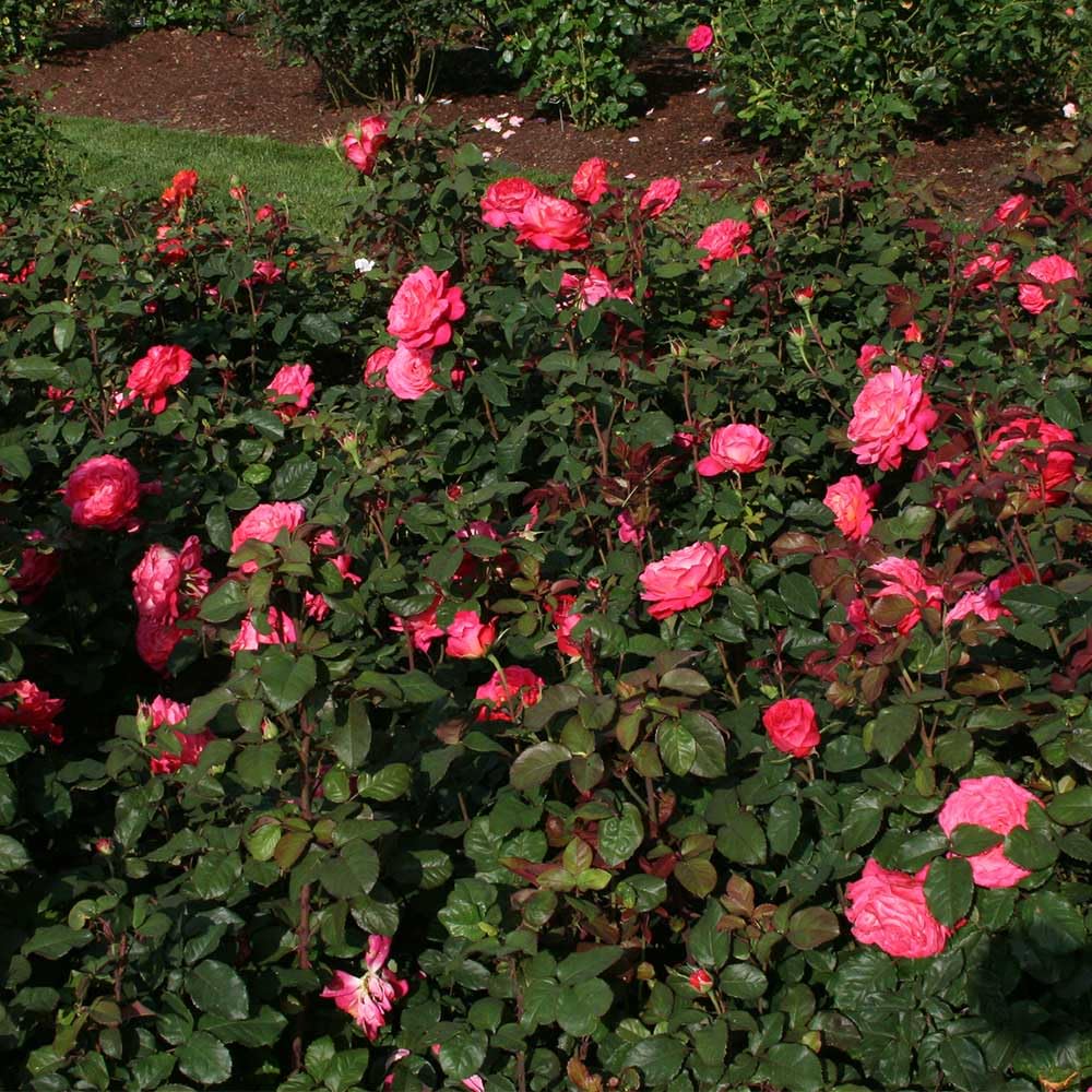 Heirloom Roses - Star of The Nile™ Pink Rose Bush | Live Outdoor Shrub Plant for Gardens, Landscaping & Patio Decor