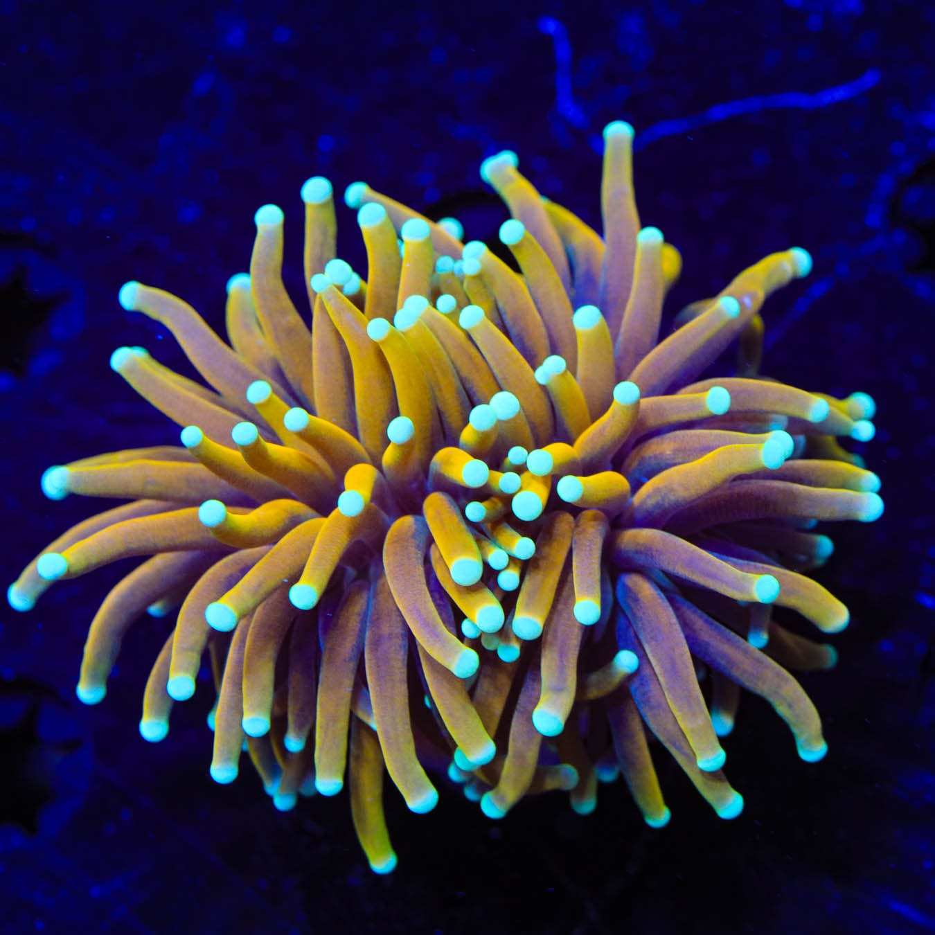 Aussie Gold Torch Coral for Saltwater Aquariums - Vibrant LPS Coral for Reef Tanks & Marine Aquascaping