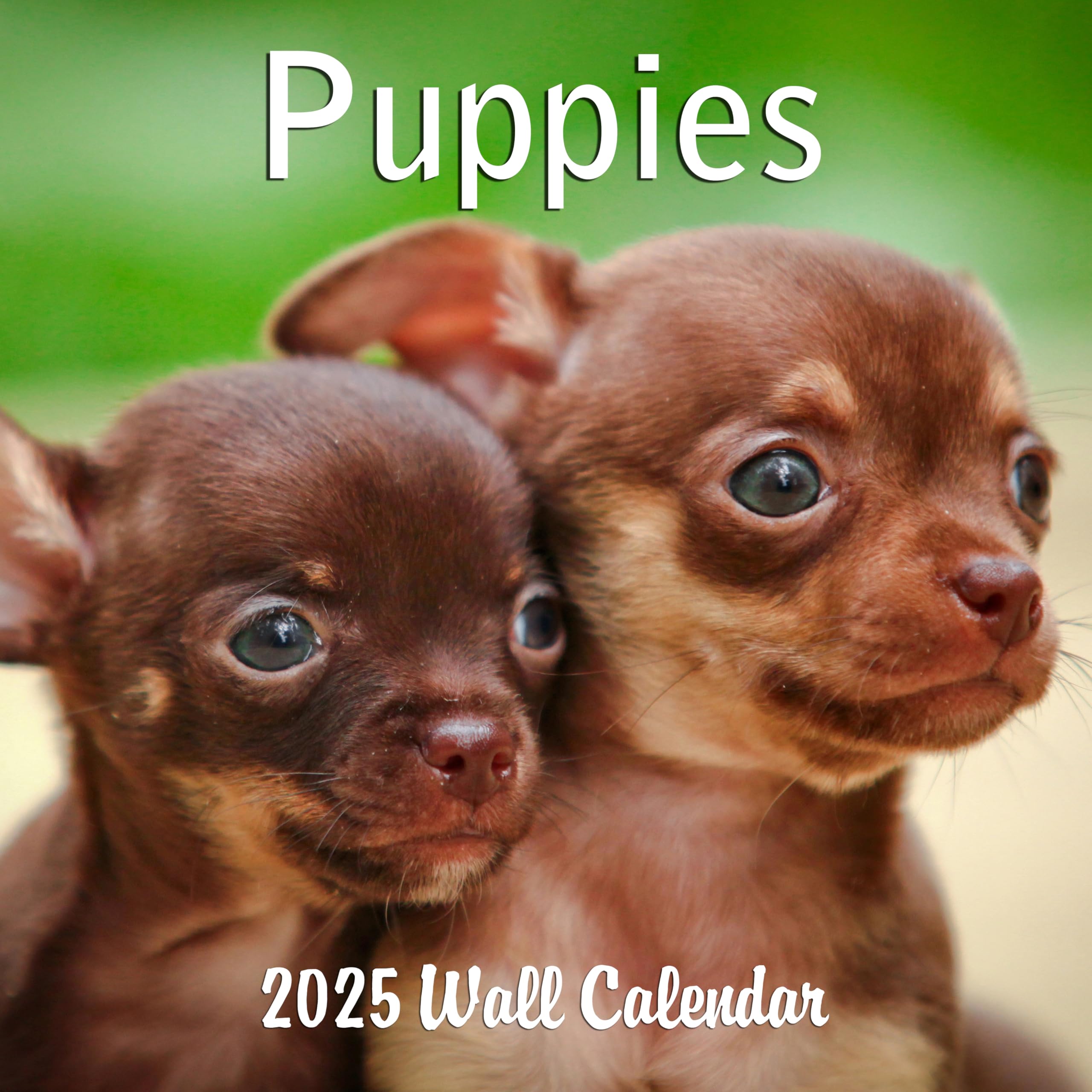 2025 Puppies Monthly Wall Calendar - 12