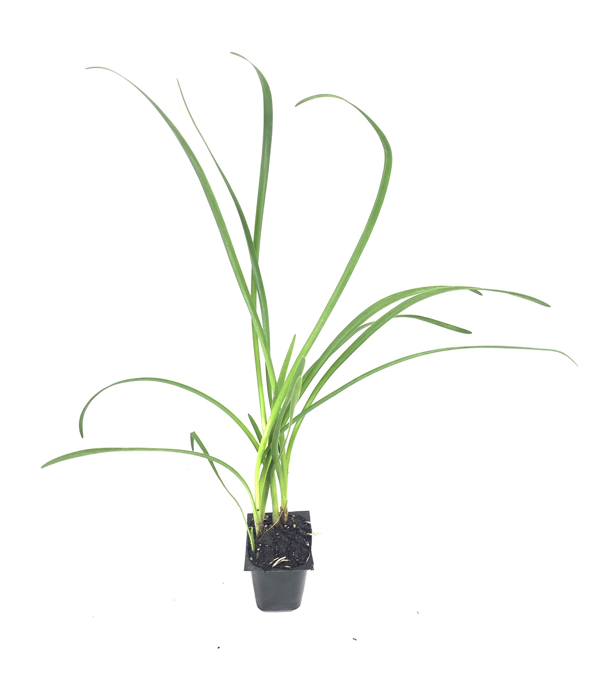 50 Live Society Garlic Plants (Tulbaghia Violacea) - Fragrant Butterfly-Attracting Flowers for Gardens, Borders & Landscaping