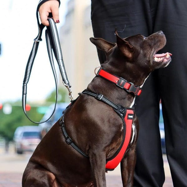 Coastal Double Handle Bungee Dog Leash - Reflective & Adjustable for Walking, Running & Training - Perfect for Large & Small Dogs