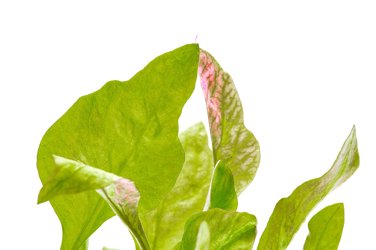 Alternanthera Bettzickiana - Live Aquarium Plant for Freshwater Fish Tanks | Perfect for Aquascaping, Shrimp Tanks & Aquatic Decor | Easy to Grow Low Light Plant