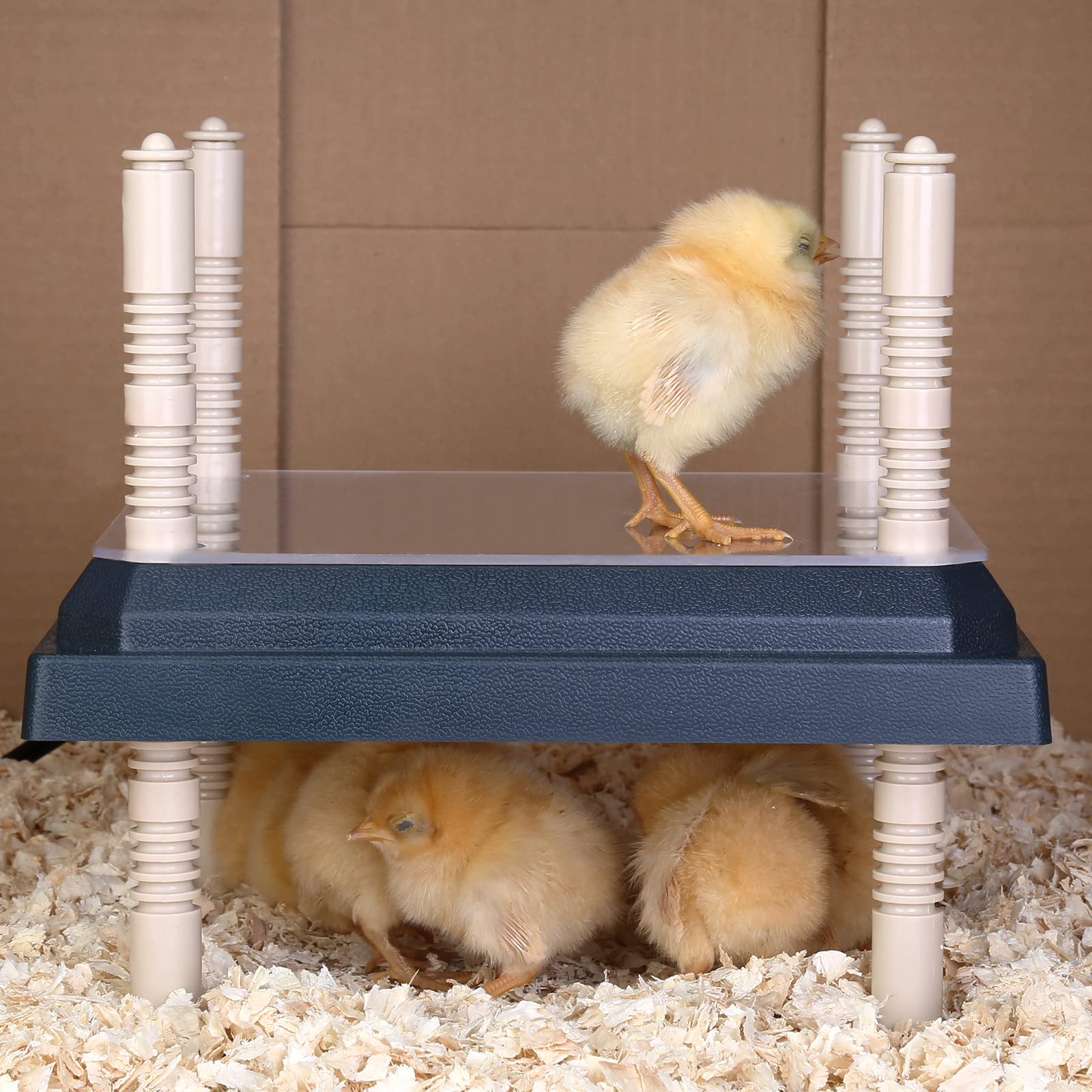 Brooder Heater for Chicks - 10