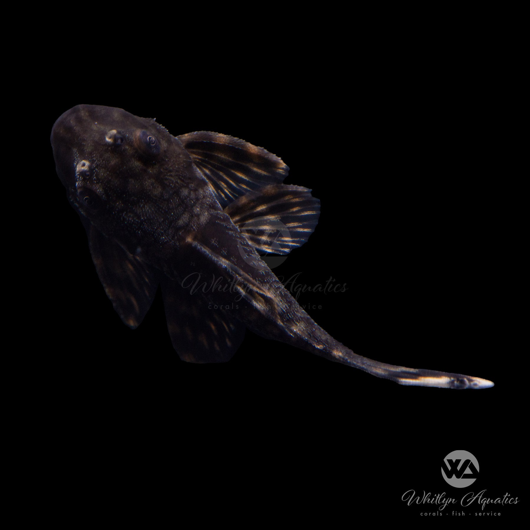 Honeycomb Bristlenose Pleco Fish - Unique Wabenmuster Pattern Tropical Aquarium Fish for Freshwater Tanks - Perfect for Planted Aquariums and Community Fish Tanks