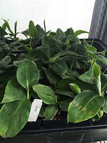 Musa 'Truly Tiny' Super Dwarf Banana Plant - Live Indoor Fruit Tree for Small Spaces - Perfect for Patios, Balconies & Container Gardening