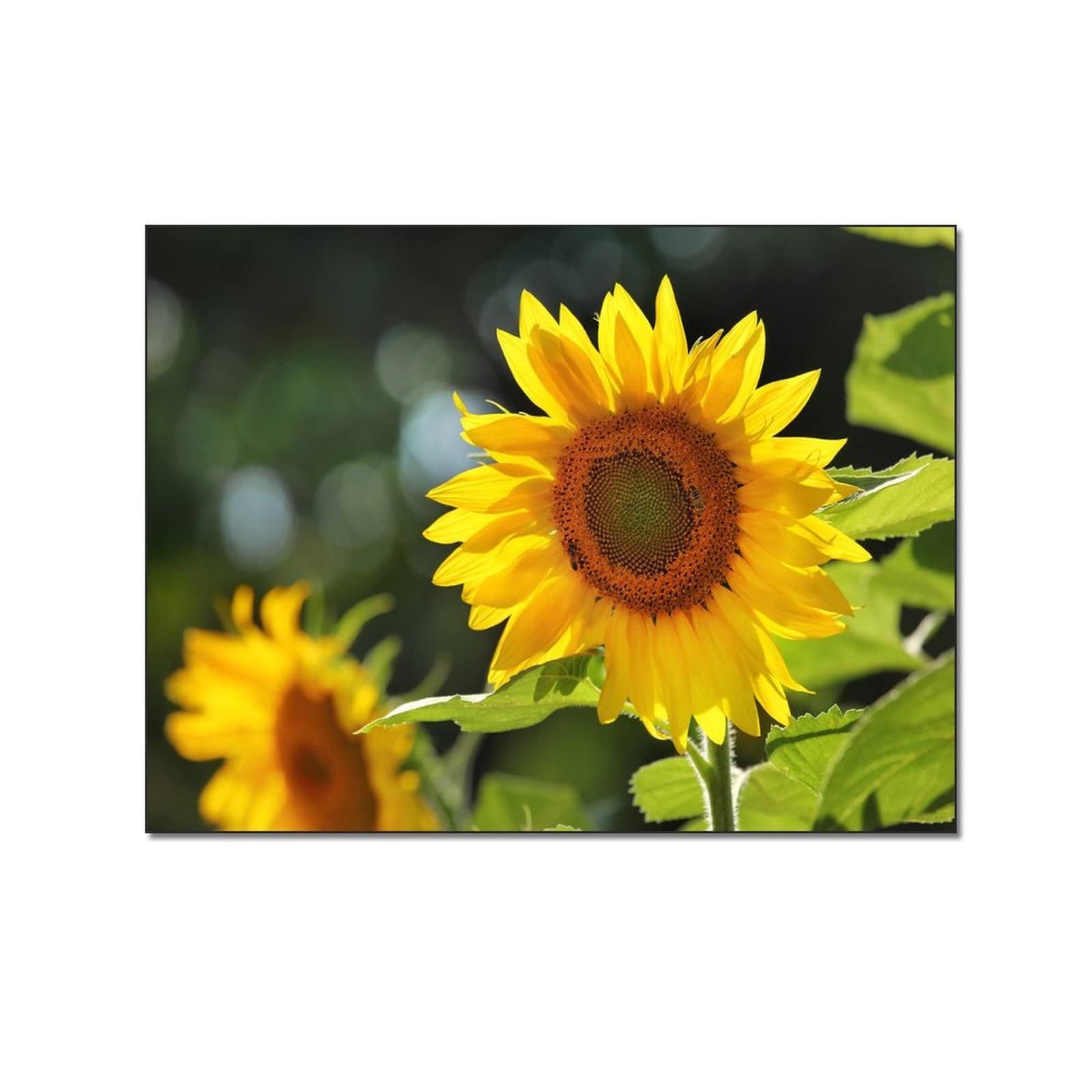 Custom Sunny Yellow Sunflower Poster - Aesthetic Canvas Wall Art for Bedroom & Living Room Decor - Abstract Wallpaper & Wall Art for Home, Office, Dorm