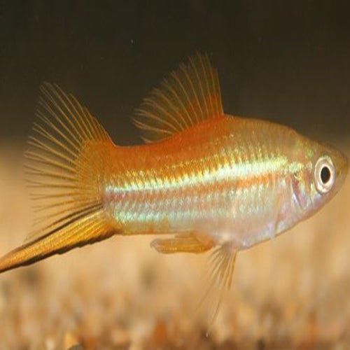 Pineapple Swordtail Fish (Xiphophorus hellerii) - Live Aquarium Fish for Tropical Freshwater Tanks, Community Aquariums & Fish Breeding