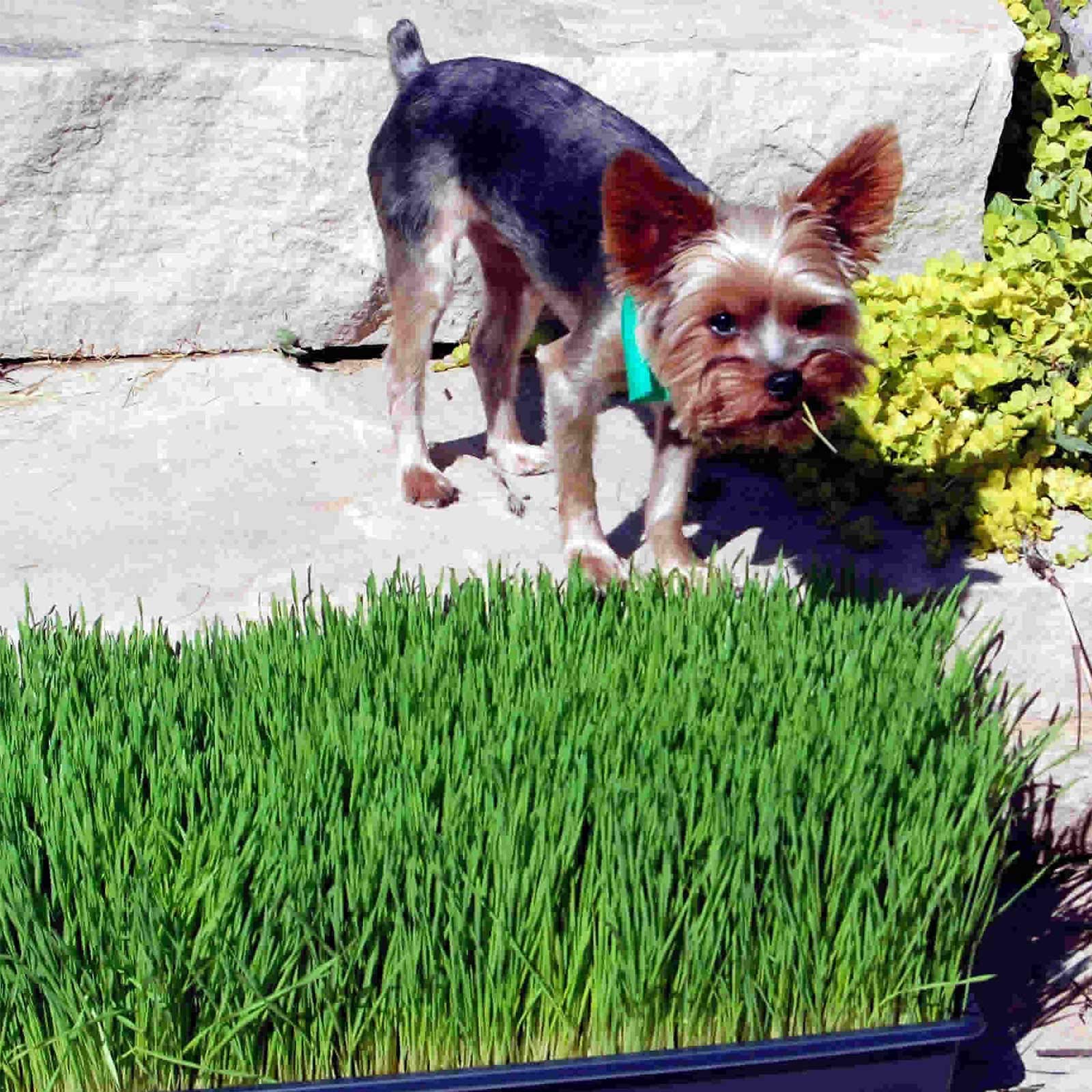 Premium Organic Cat Grass Growing Kit - 5 LBS Organic Wheatgrass Seeds, Coconut Coir Soil, Trays & Guide - Grow Healthy Cat Grass for Indoor Cats, Dogs & Small Pets - Perfect for Pet Wellness & Home Decor