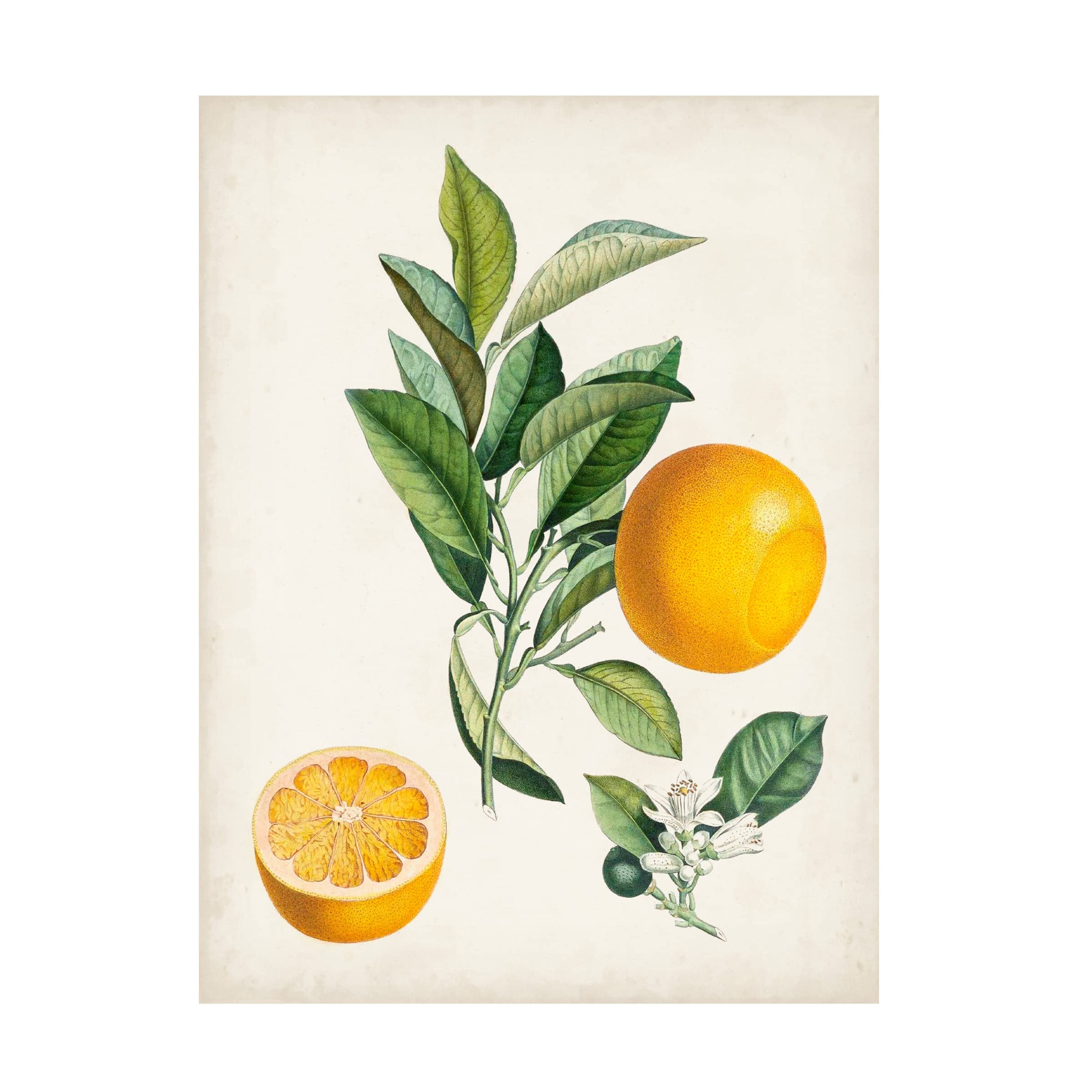 Pierre Antoine Poiteau 'Bigarrade Couronnee' Canvas Art Print - Vintage Botanical Wall Decor for Living Room, Bedroom & Office | Trademark Fine Art Collection