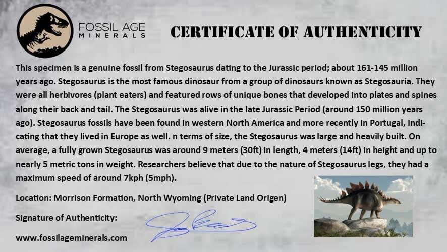 Authentic 1.5