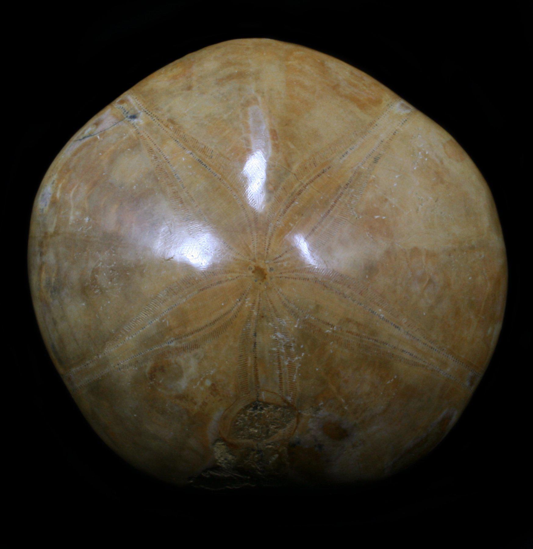 Fossil Sea Urchin - Genuine Natural Collectible Specimen for Home Decor, Science Education & Unique Gift Ideas