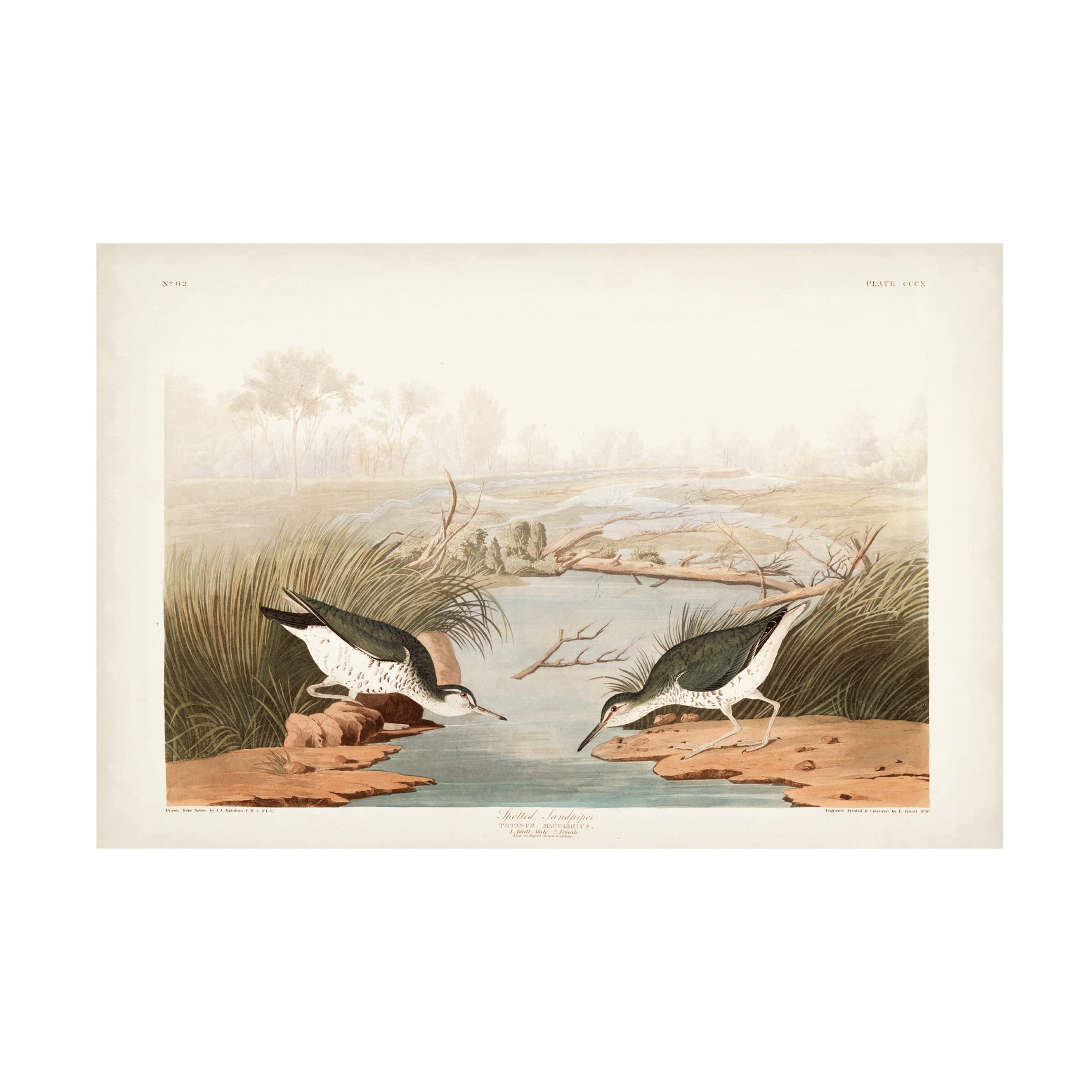 John James Audubon Spotted Sandpiper Canvas Art Print 12x19 - Wildlife Bird Wall Decor for Living Room, Bedroom & Office