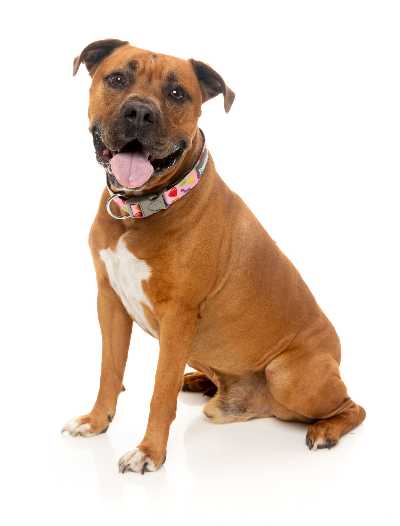 Fuzzyard Jelly Bears Pet Collar for Dogs & Cats - Adjustable Soft Padded Collar with D-Ring (3 Sizes: S, M, L) - Perfect for Daily Walks, Training & Outdoor Adventures