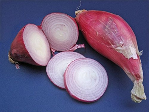 Tropeana Lunga Onion Seeds - Long Torpedo Shaped Rose Colored Sweet Onions (100 Seeds) - Perfect for Italian Cuisine, Salads, and Gourmet Cooking