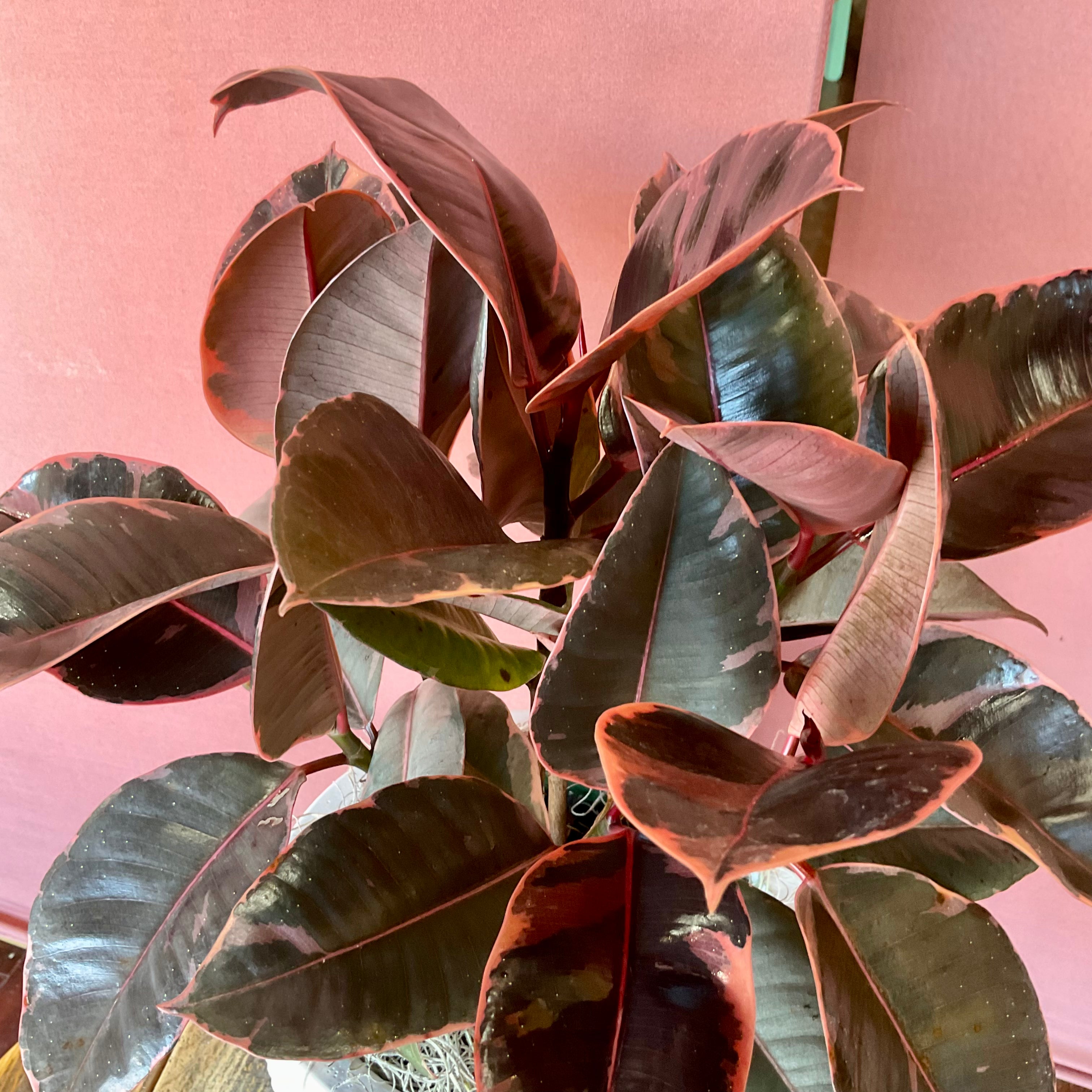 Large Rubber Tree Plant - Perfect for Indoor Decor, Office Greenery & Home Jungle Vibes