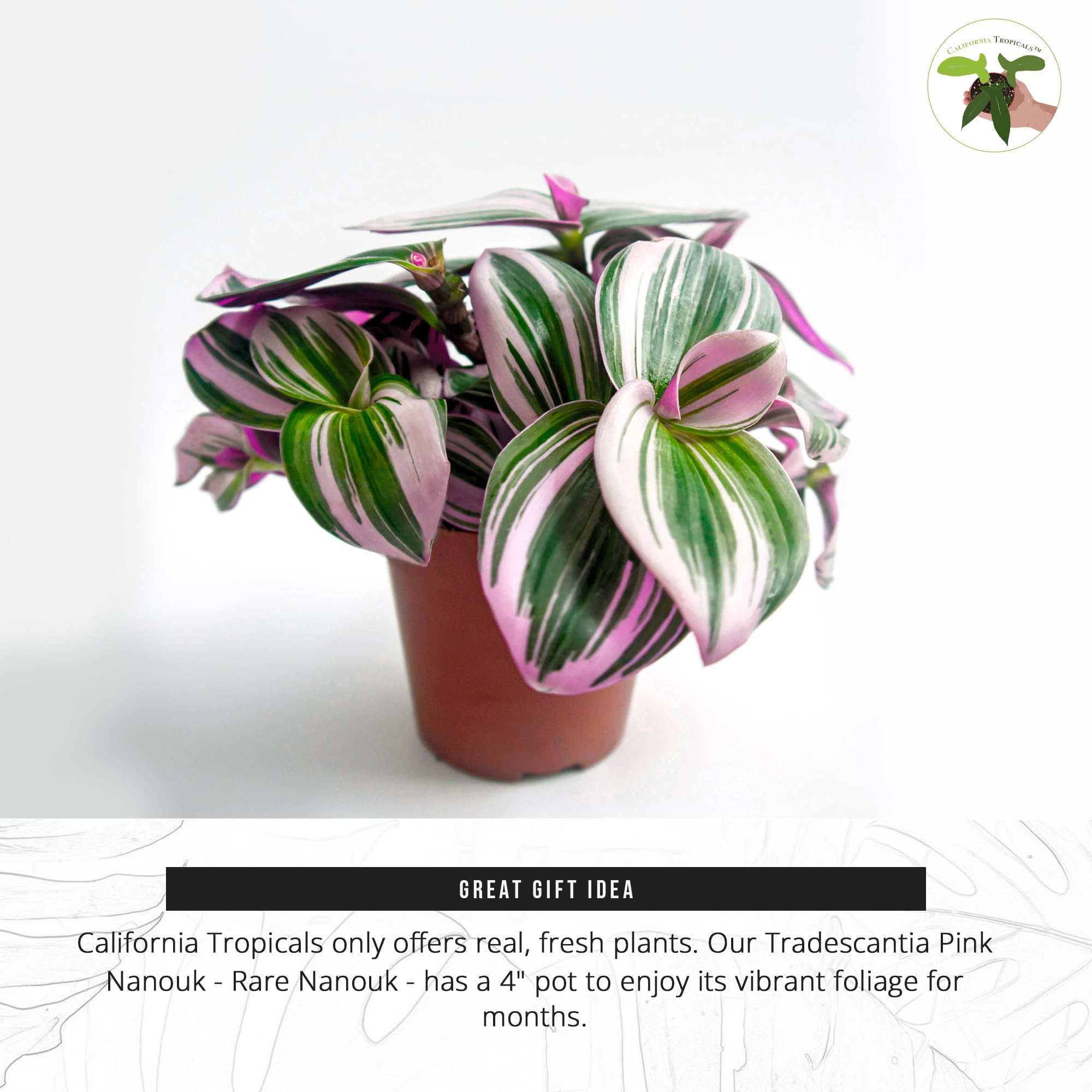 California Tropicals Pink Tradescantia Nanouk - Rare Live Houseplant in 4 Inch Pot with Rooted Leaves - Easy Care Indoor Outdoor Tropical Plant for Home Office Decor, Mini Garden, and Gift Ideas