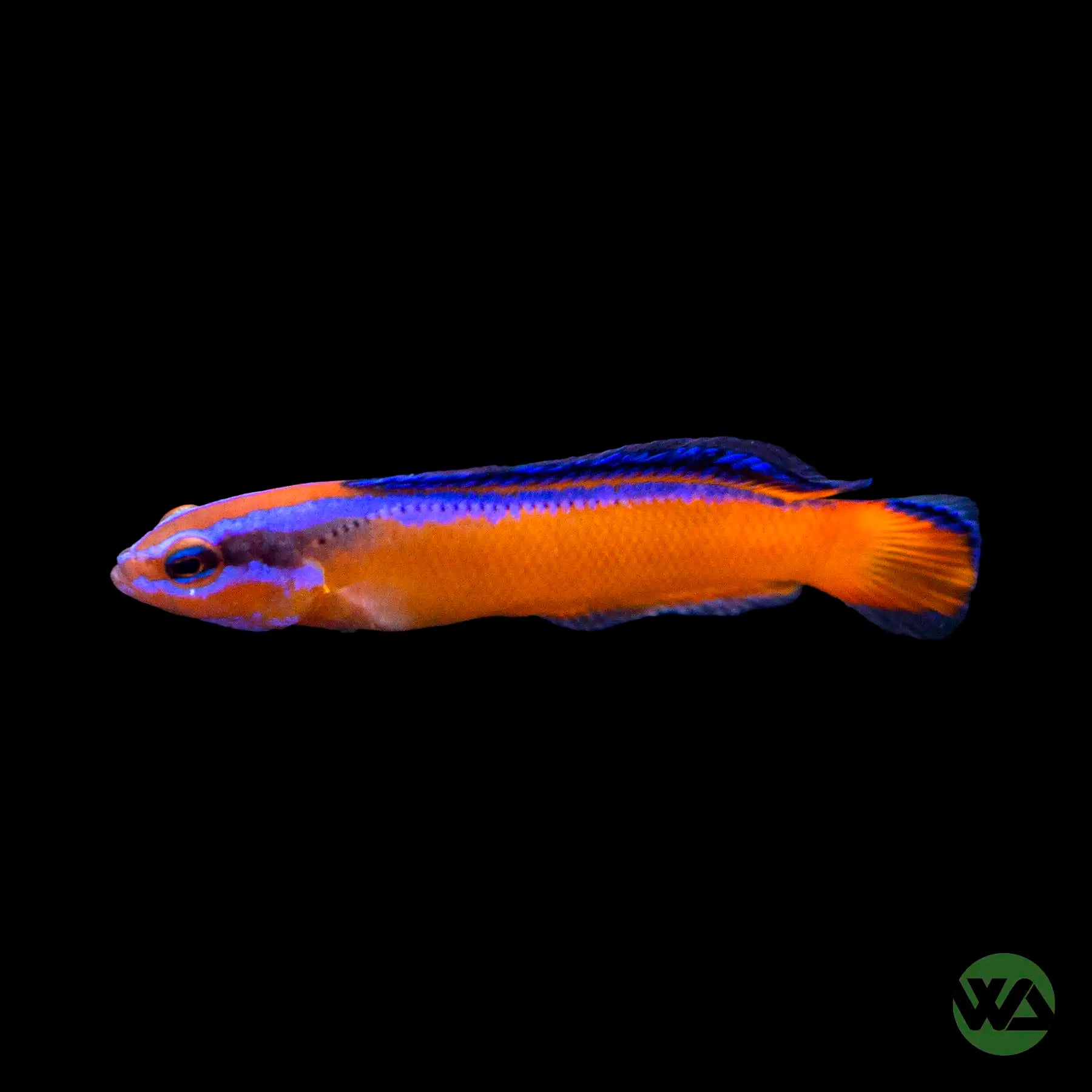 Captive Bred Neon Dottyback Fish (Pseudochromis Aldabraensis) - Vibrant Saltwater Aquarium Fish for Reef Tanks & Marine Displays