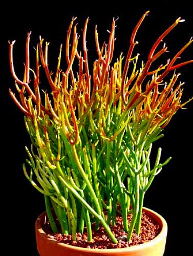 Fire Sticks Pencil Cactus (Euphorbia Tirucalli) - Easy to Grow Succulent Plant in 6 Inch Pot - Perfect for Home Decor, Office Desk & Drought-Tolerant Gardens