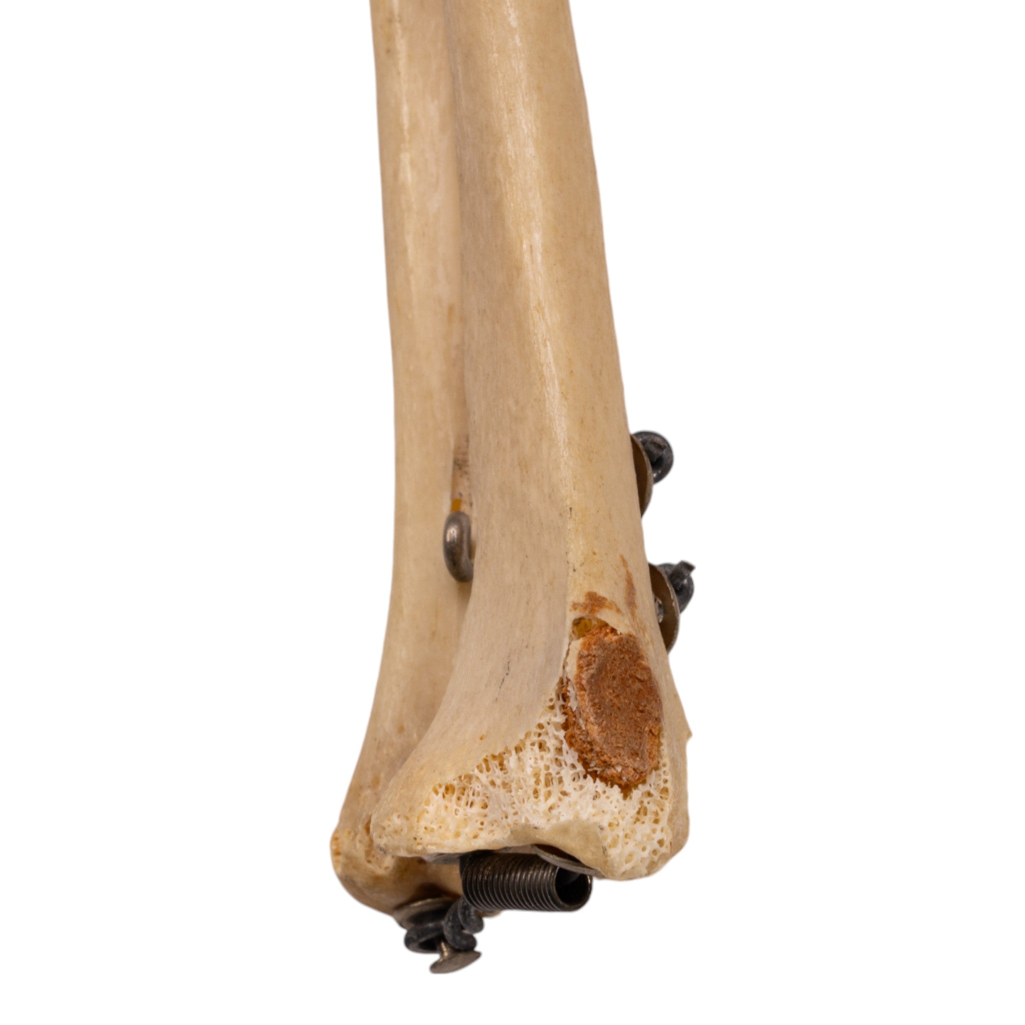 Realistic Human Left Arm Model - Articulated & Partial for Medical Training, Anatomy Study & Art Reference