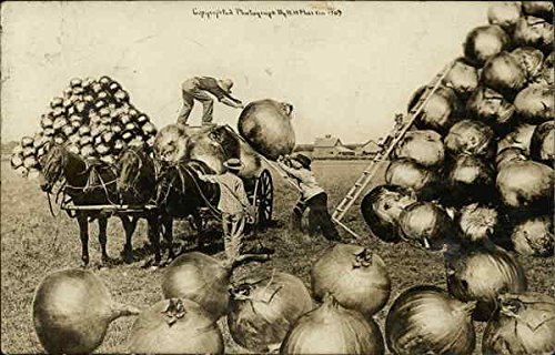 Vintage Antique Postcard - Exaggerated Scene of Loading Huge Onions onto Horse-Drawn Wagon | Unique Collectible for Home Decor, History Enthusiasts & Postcard Lovers