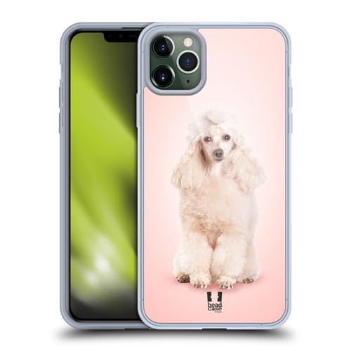 Portrait Of Poodle Dog